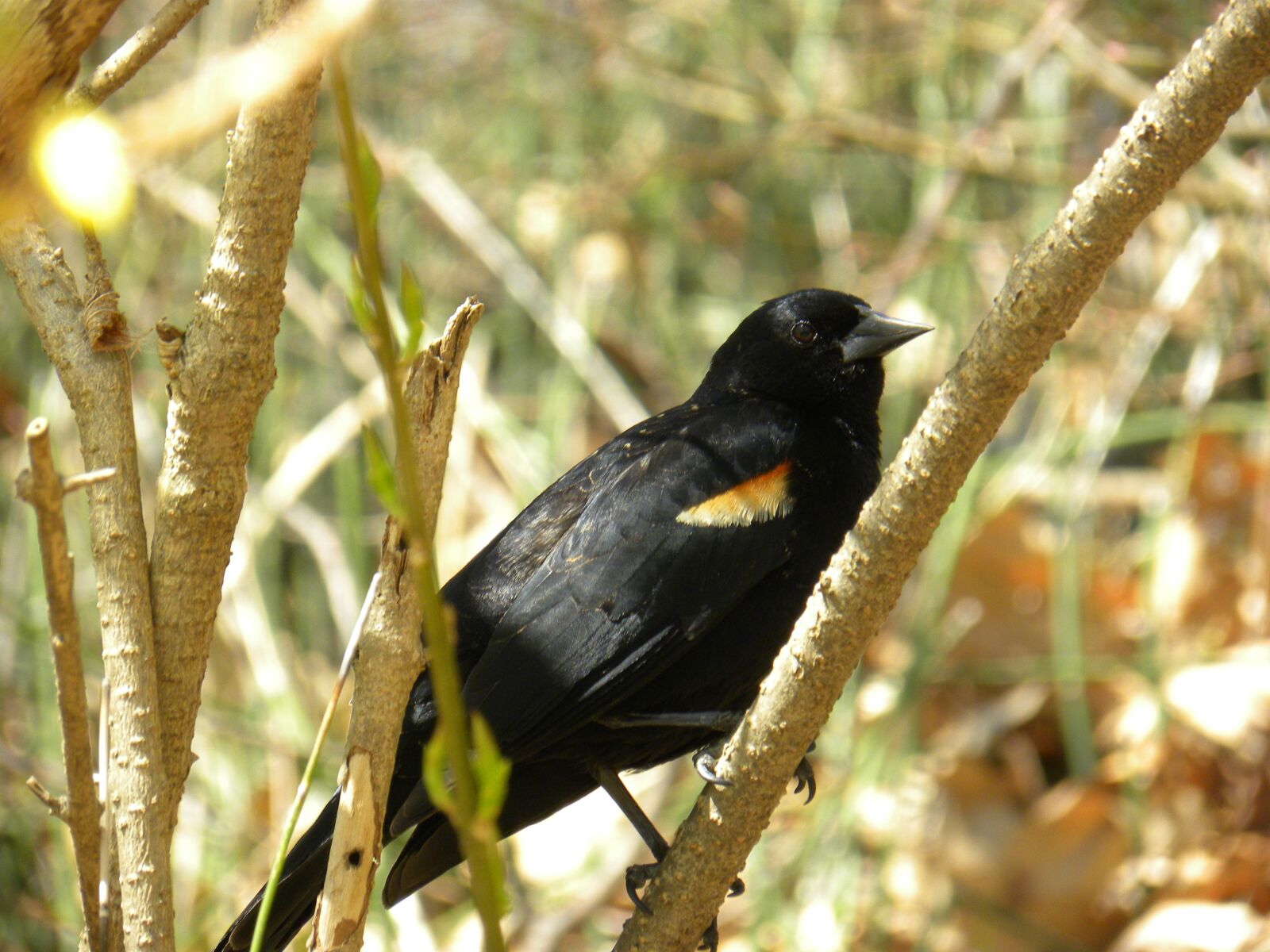Nikon Coolpix P90 sample photo. Red-winged, blackbird, animal photography