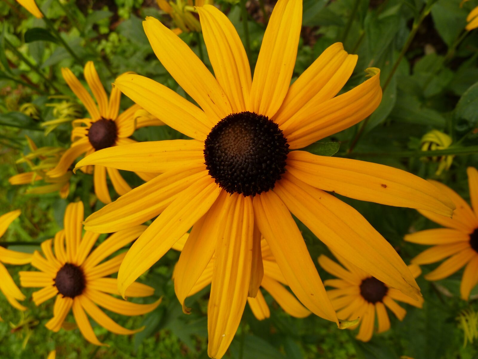 Panasonic Lumix DMC-ZS7 (Lumix DMC-TZ10) sample photo. Coneflower, flowers, yellow photography