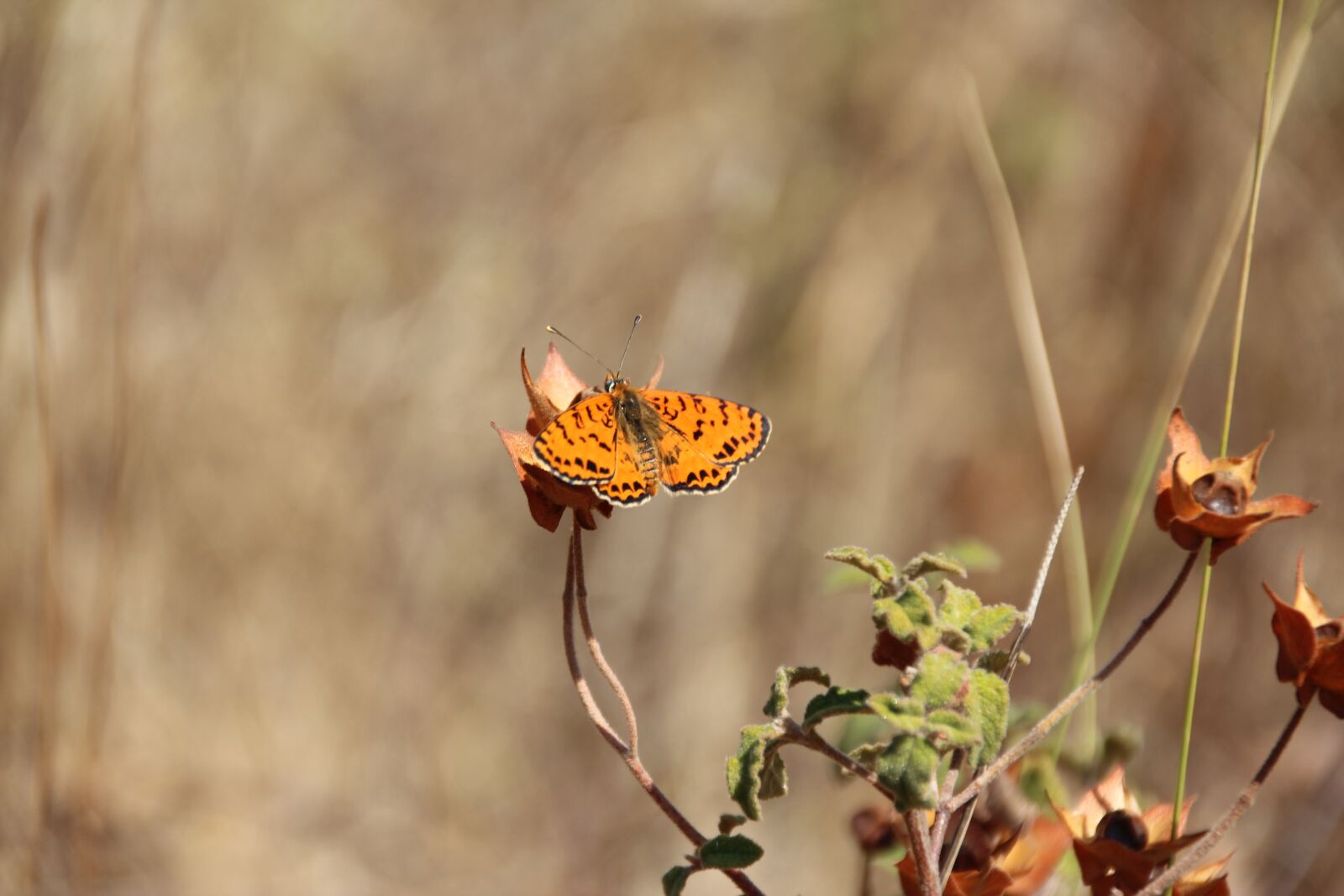 Canon EOS 600D (Rebel EOS T3i / EOS Kiss X5) sample photo. Butterfly, green, insect photography