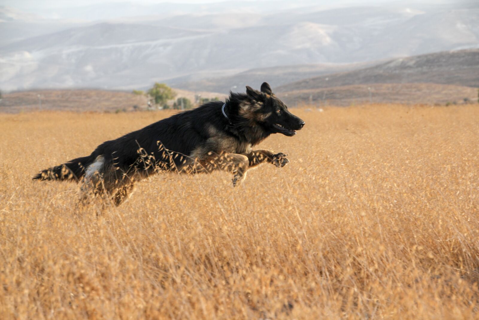 Canon EOS 550D (EOS Rebel T2i / EOS Kiss X4) sample photo. Dog, run, pet photography