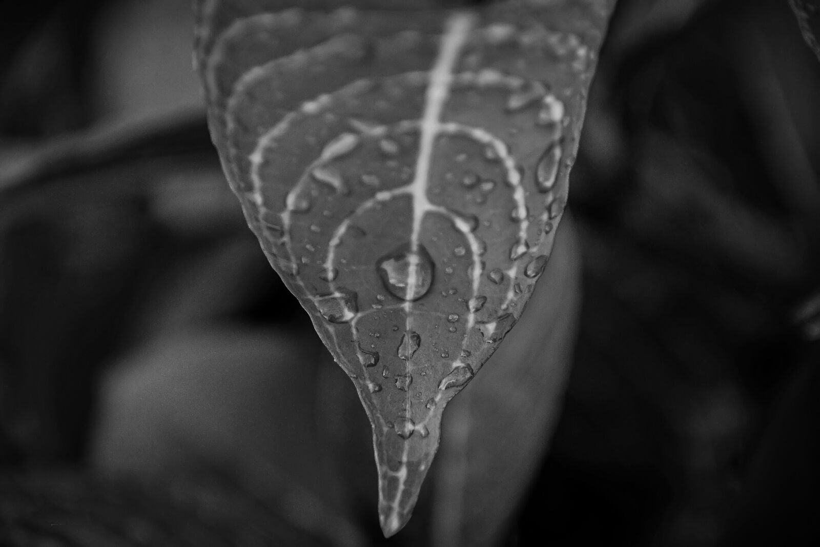 Canon EOS 7D sample photo. Nature, pearl, plant photography