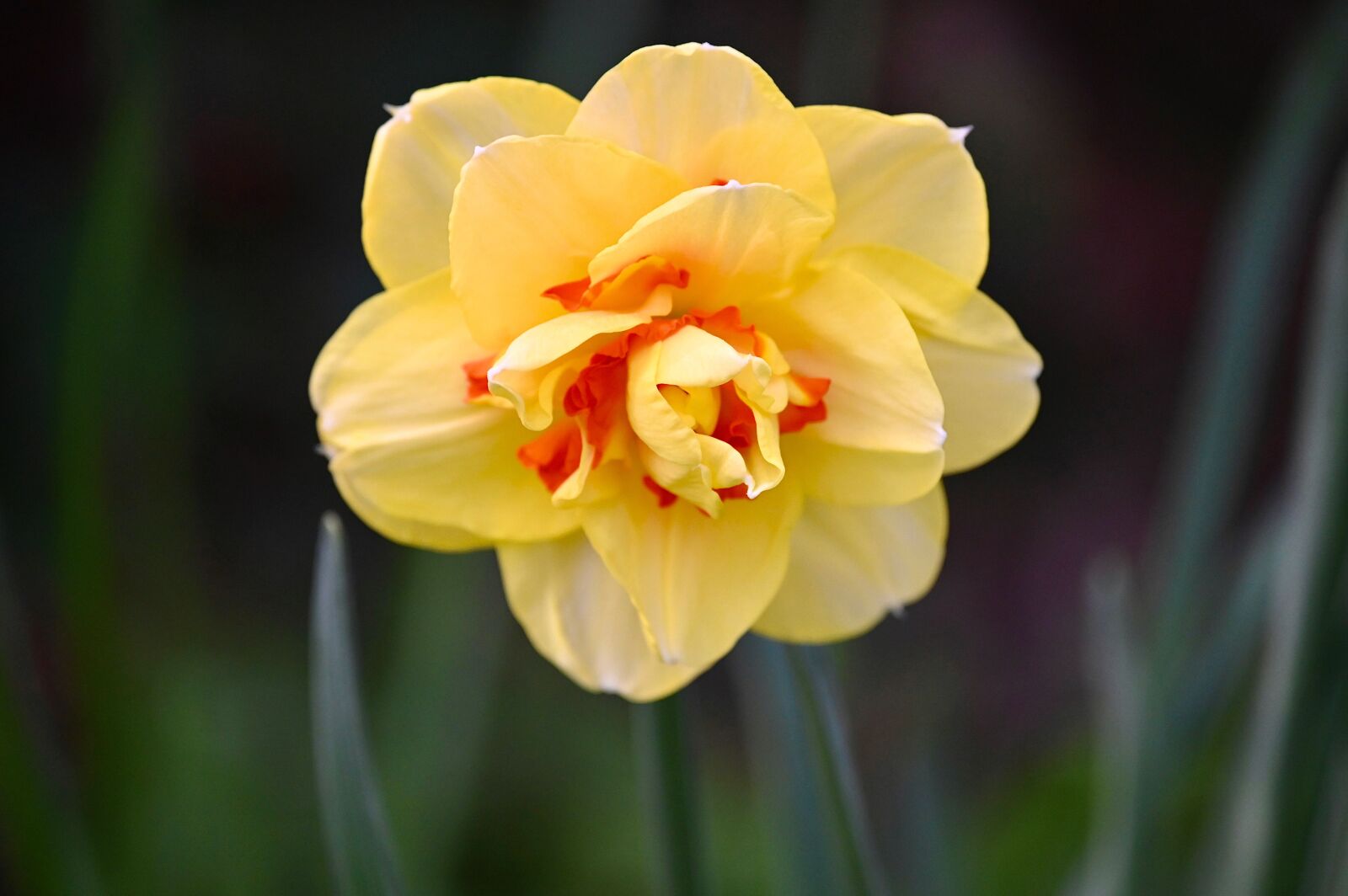 Nikon Z6 sample photo. Narcissus, flower, blossom photography