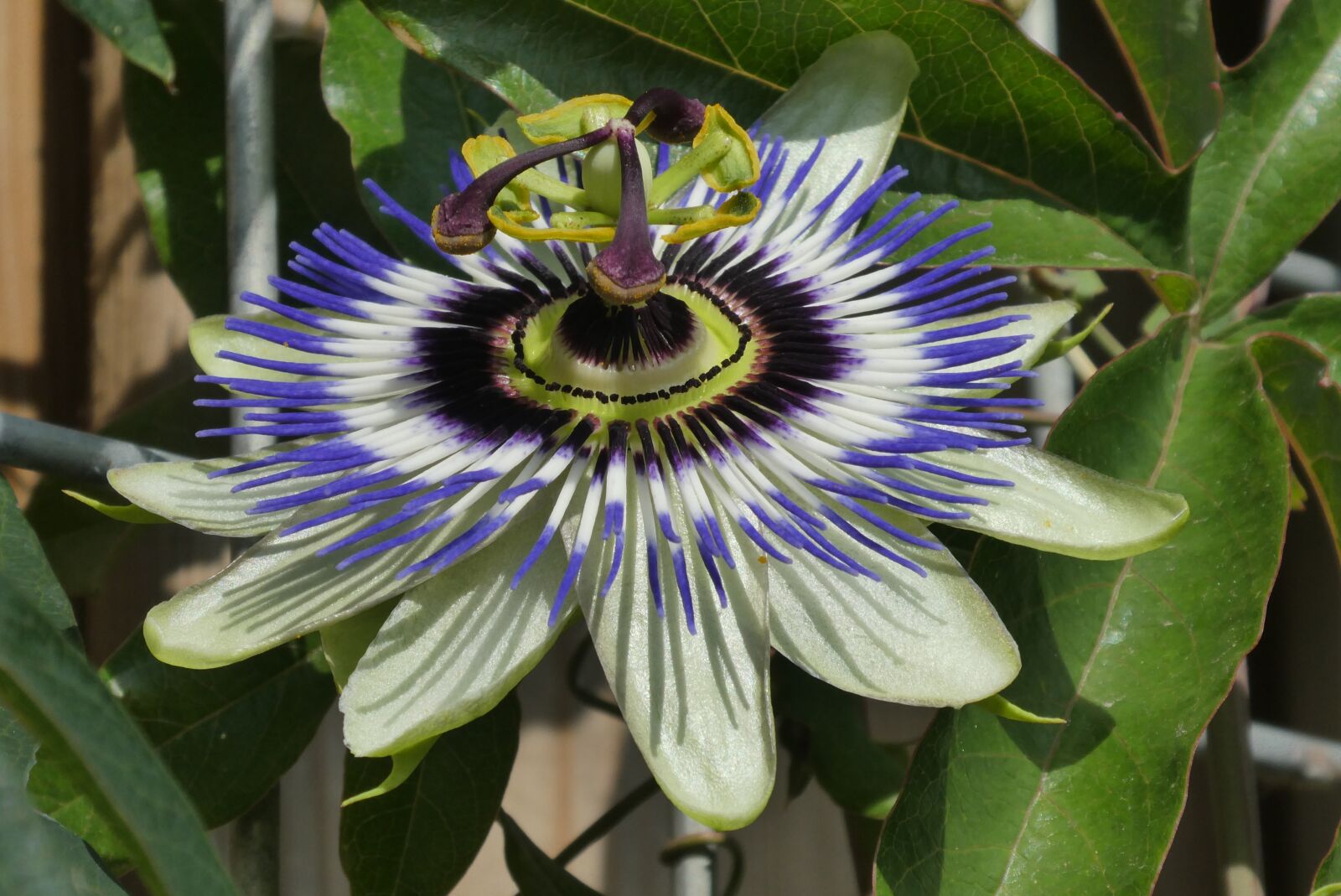 Panasonic Lumix DC-ZS70 (Lumix DC-TZ90) sample photo. Passion flower, garden plant photography
