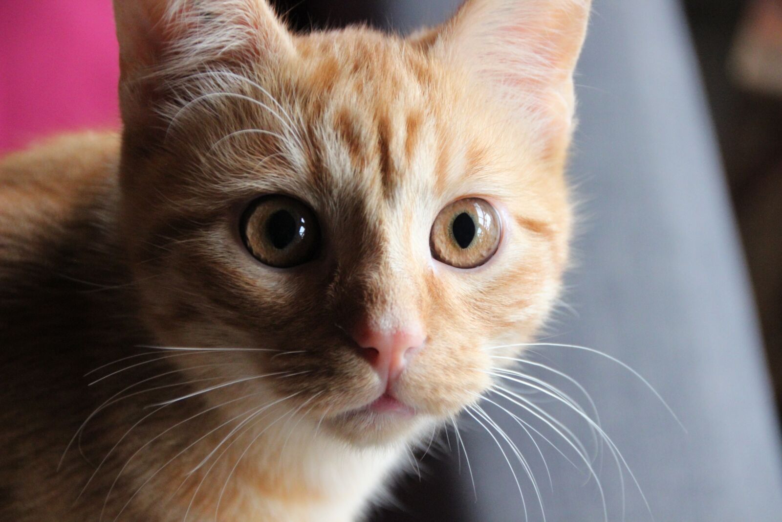 Canon EOS 600D (Rebel EOS T3i / EOS Kiss X5) sample photo. Cat, pet, head photography