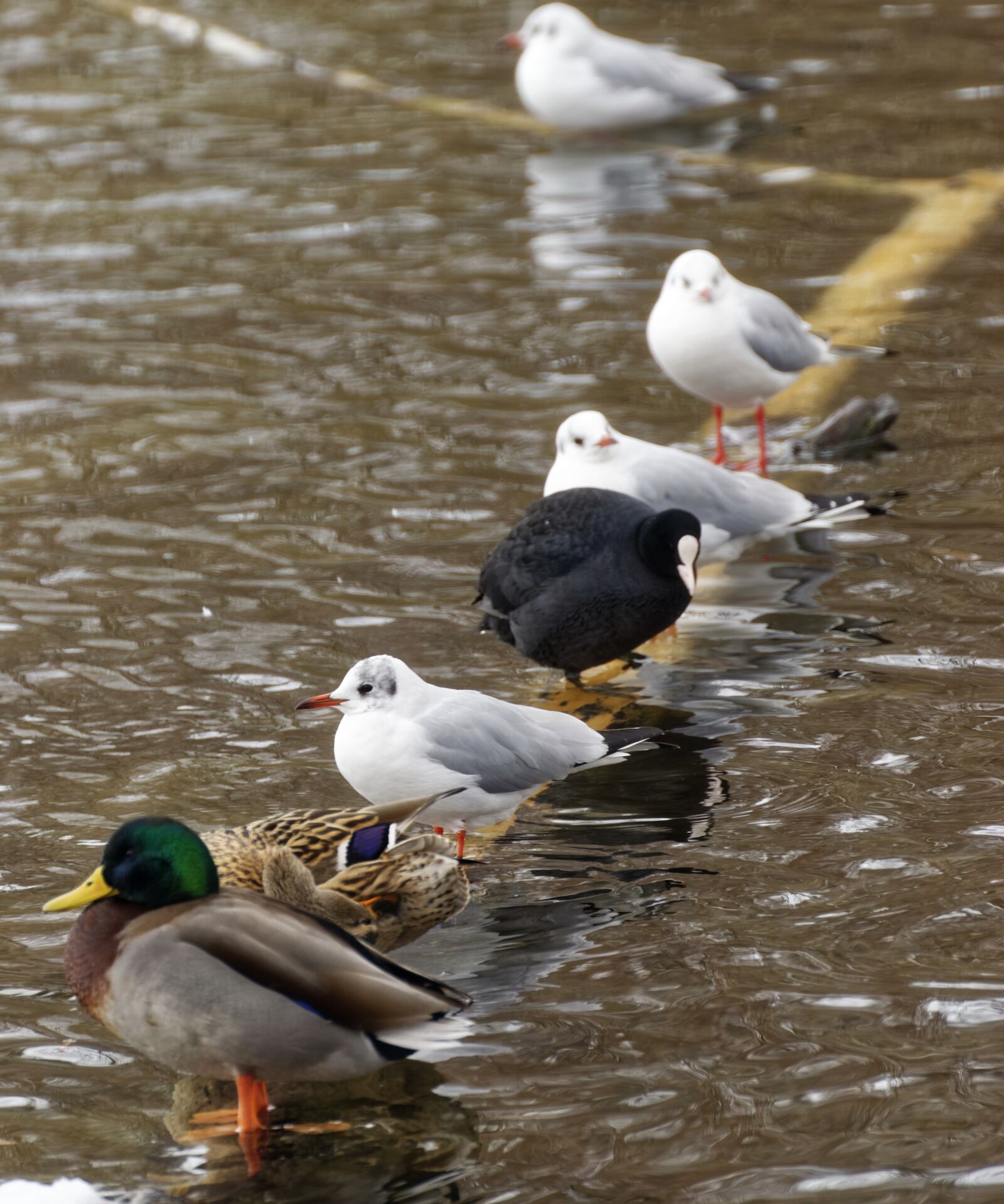Nikon D5300 sample photo. Birds, ducks, seagulls photography