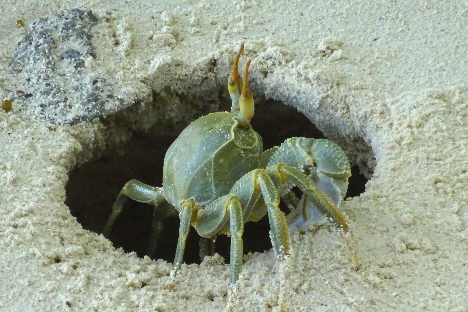 Sony Cyber-shot DSC-WX350 sample photo. Crab, animal, sand photography
