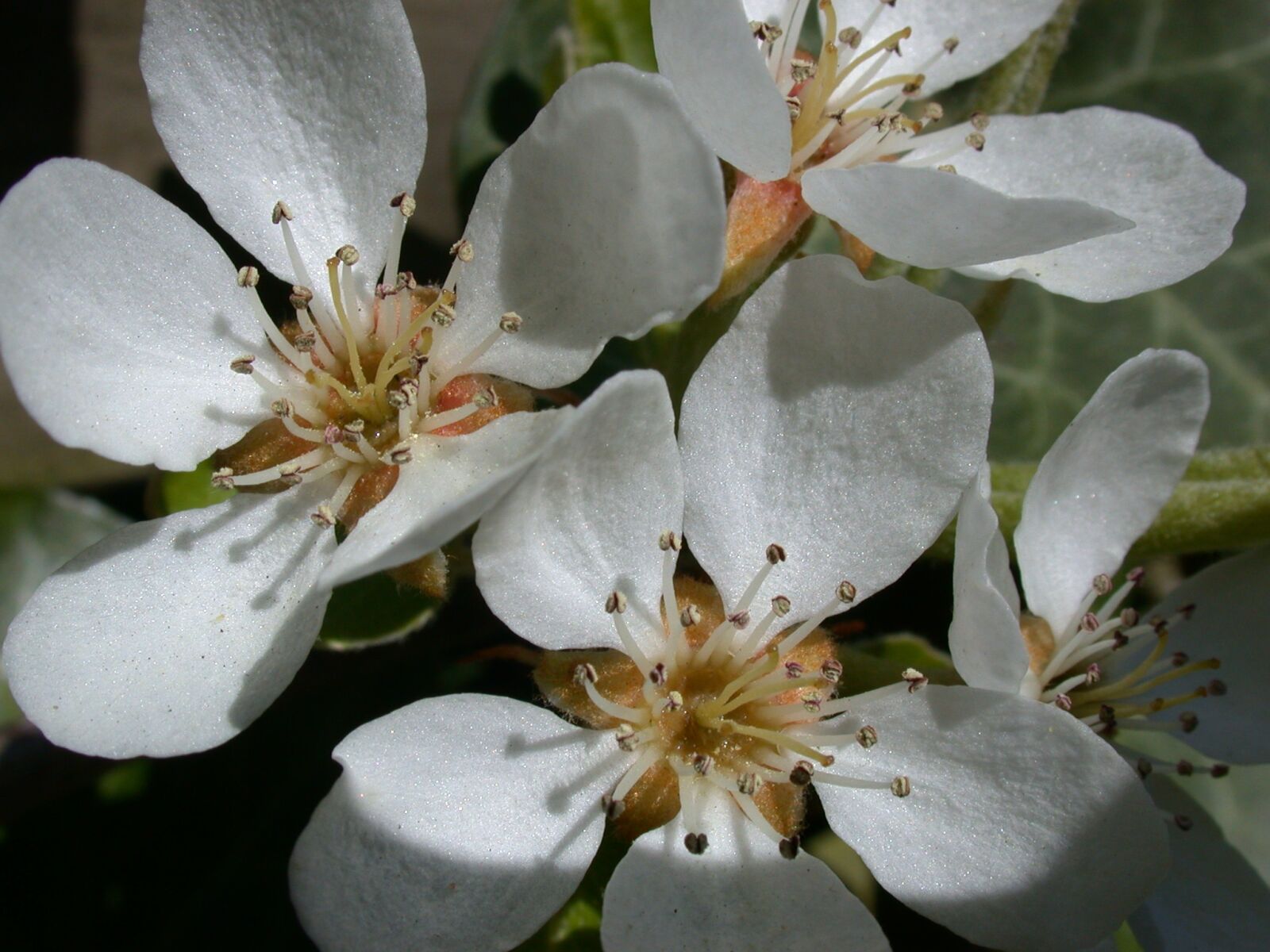 Nikon E995 sample photo. Peer, blossom, spring photography