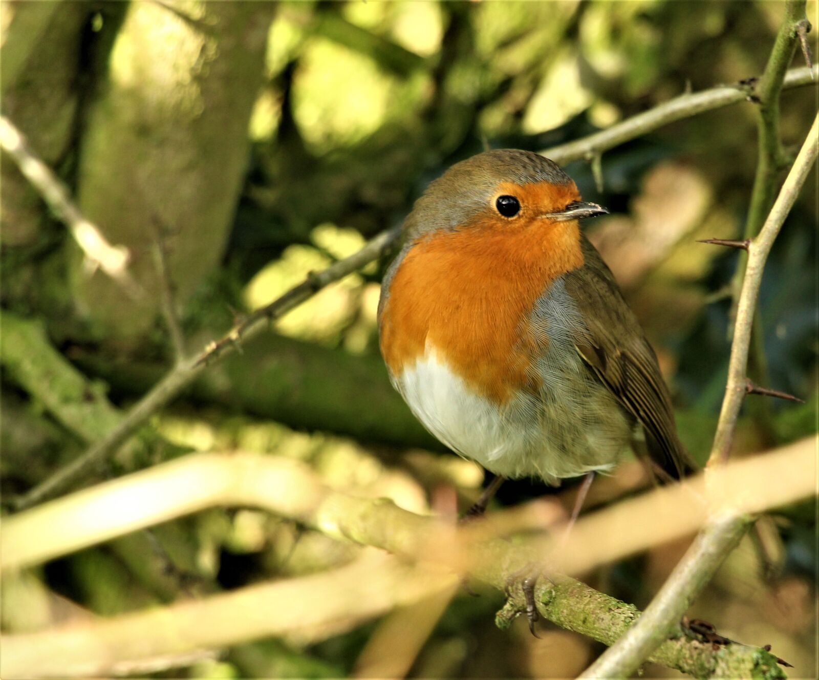 Canon EOS 4000D (EOS Rebel T100 / EOS 3000D) sample photo. Bird, robin, robin redbreast photography