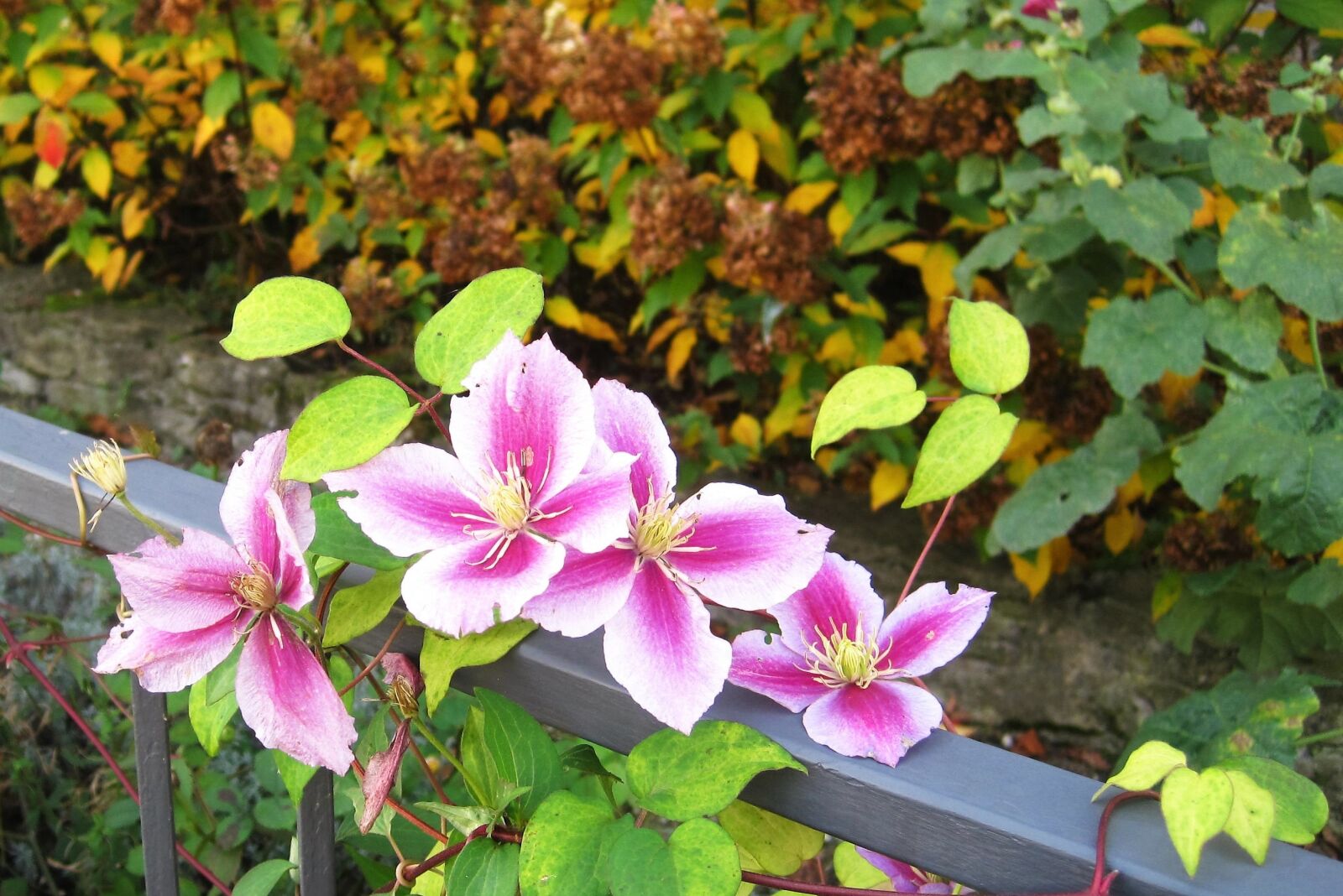 Canon PowerShot SD1200 IS (Digital IXUS 95 IS / IXY Digital 110 IS) sample photo. Autumn flowers, clematis, garden photography