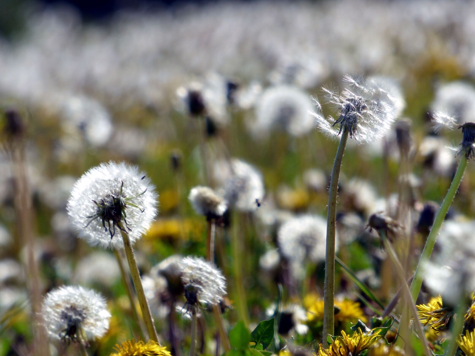 Panasonic DMC-FZ72 sample photo. Dandelions, flowers, nature photography