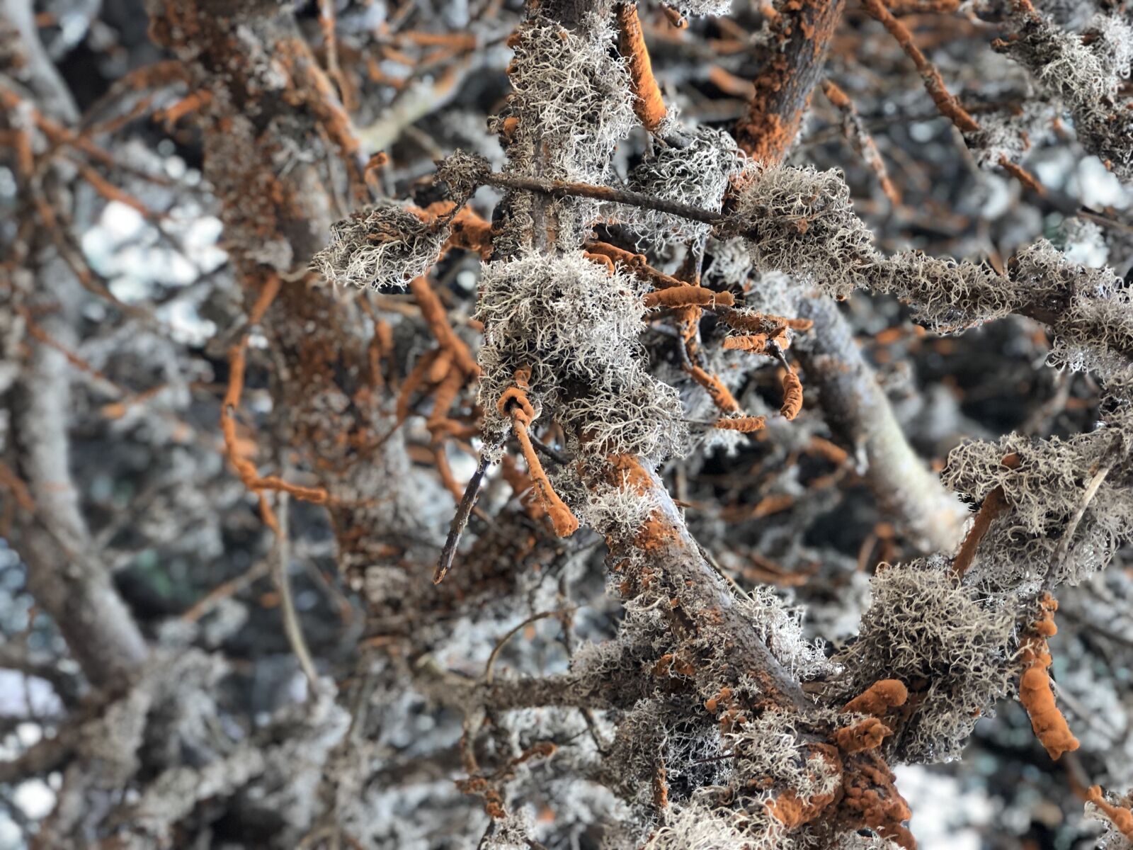 iPhone 8 Plus back dual camera 6.6mm f/2.8 sample photo. Nature, tree, dry photography