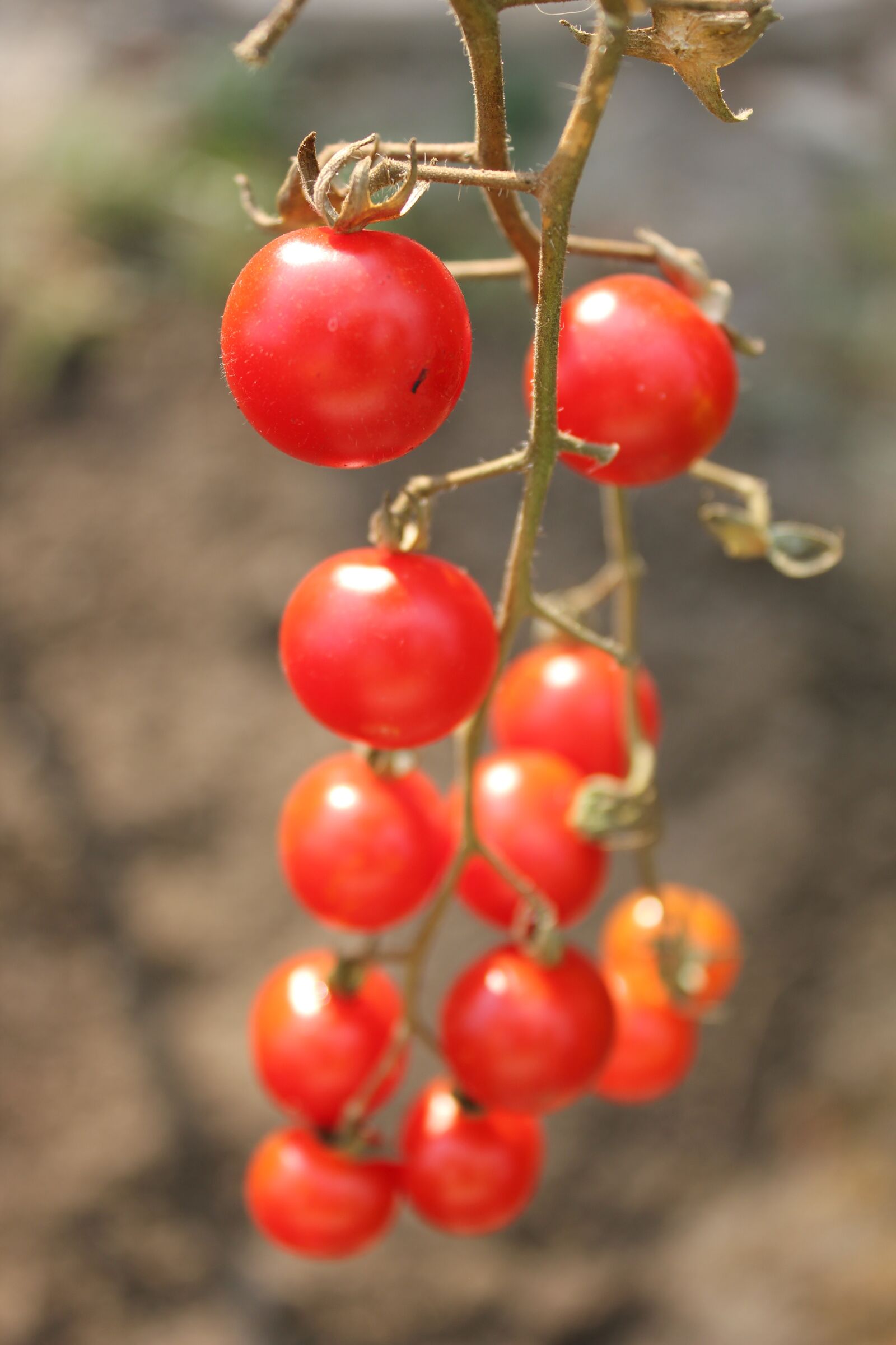 Canon EOS 550D (EOS Rebel T2i / EOS Kiss X4) sample photo. Tomatoes, red, food photography