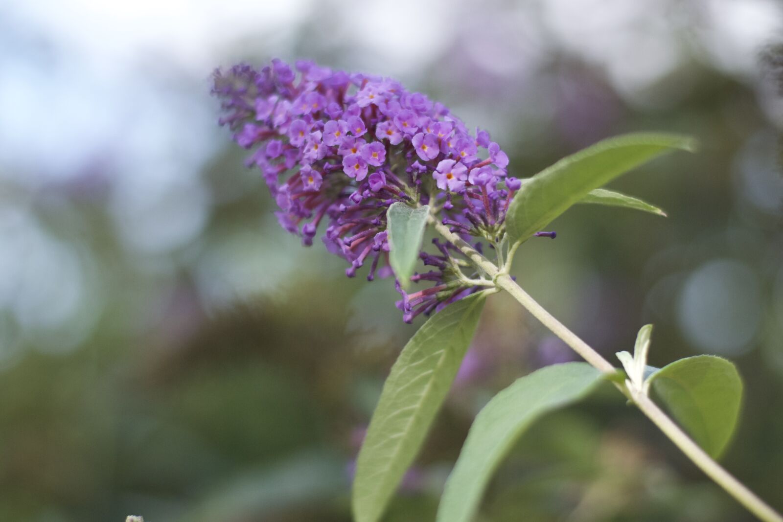 Nikon D3100 sample photo. Flower, flora, flowers photography