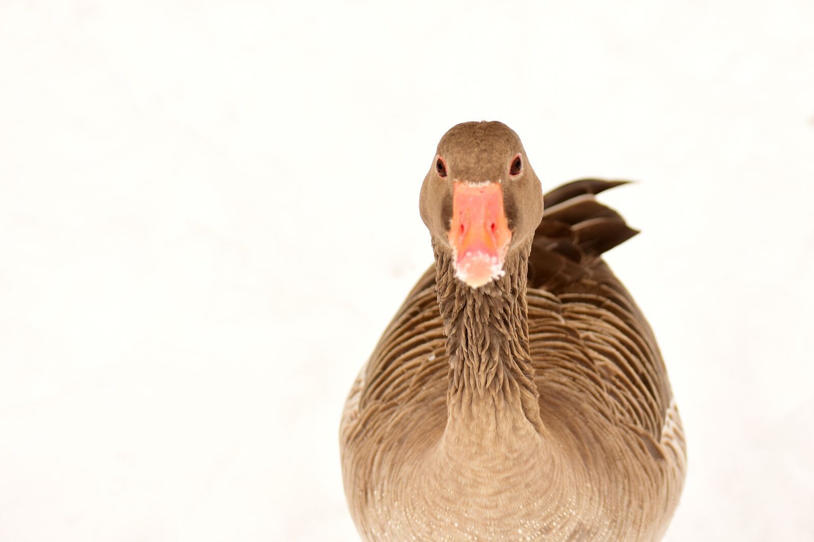 Nikon D7200 sample photo. Goose, water bird, snow photography