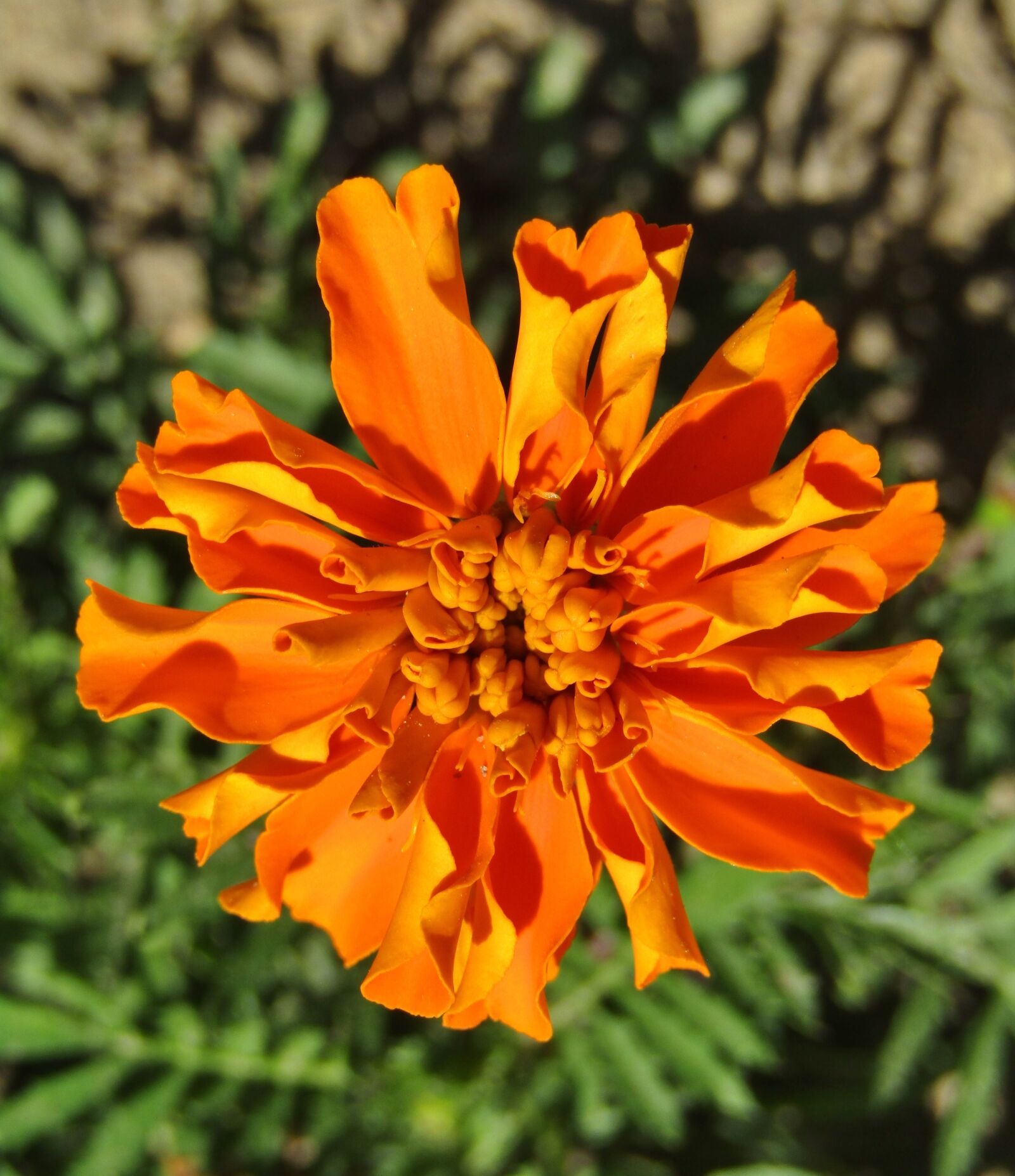 Canon POWERSHOT SX432 IS sample photo. Marigold, orange, flower photography