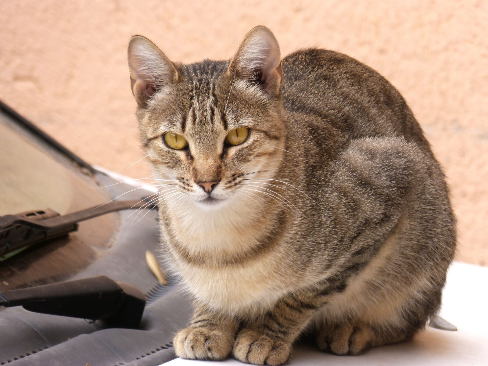 Panasonic DMC-FZ62 sample photo. Cat, housecat, feline photography
