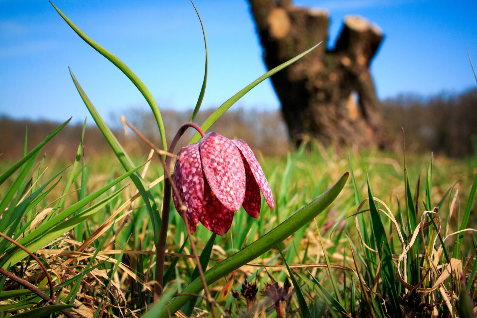 Canon EOS 70D sample photo. Nature, trees, trunk photography