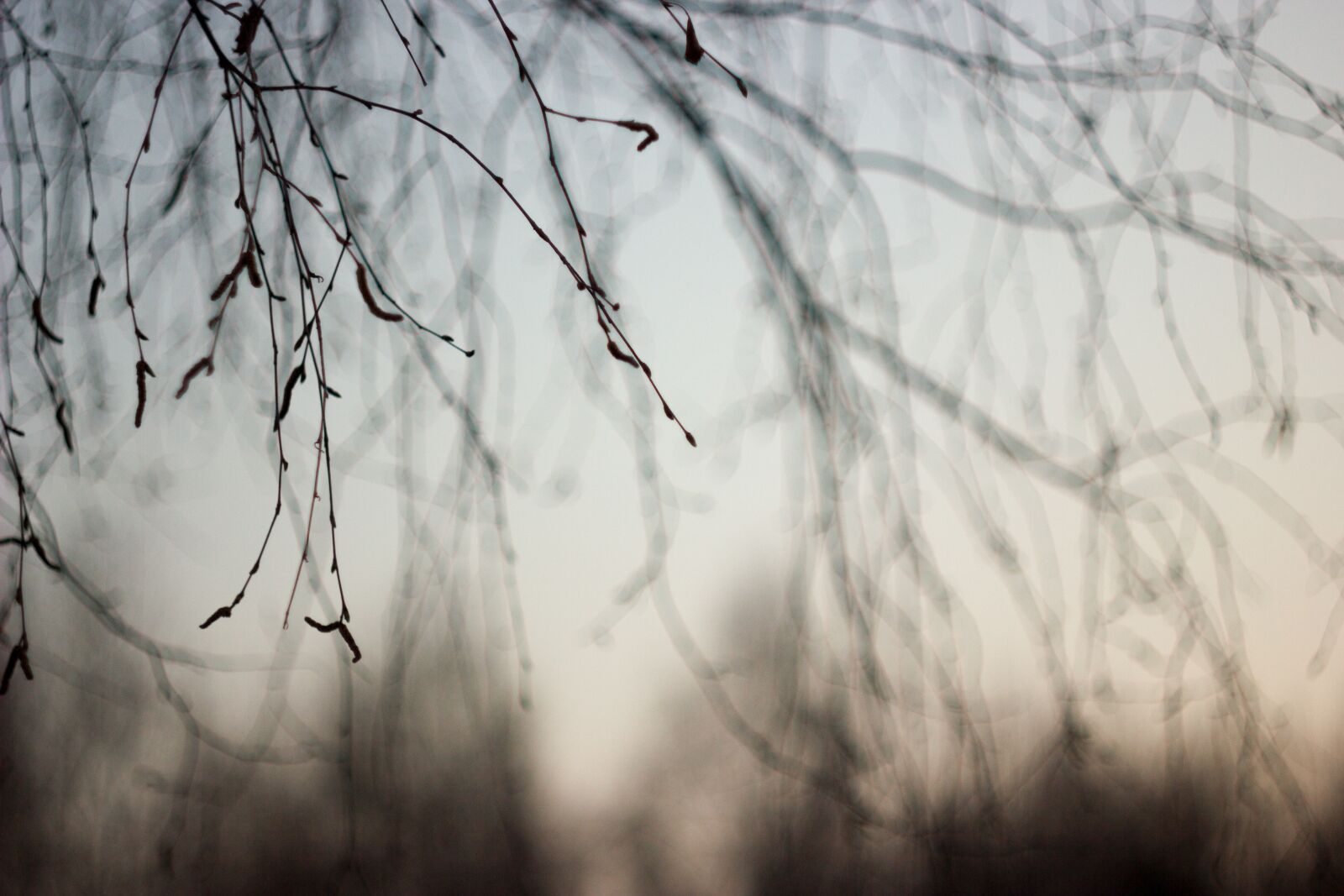 Canon EOS 550D (EOS Rebel T2i / EOS Kiss X4) sample photo. Branch, tree, sky photography