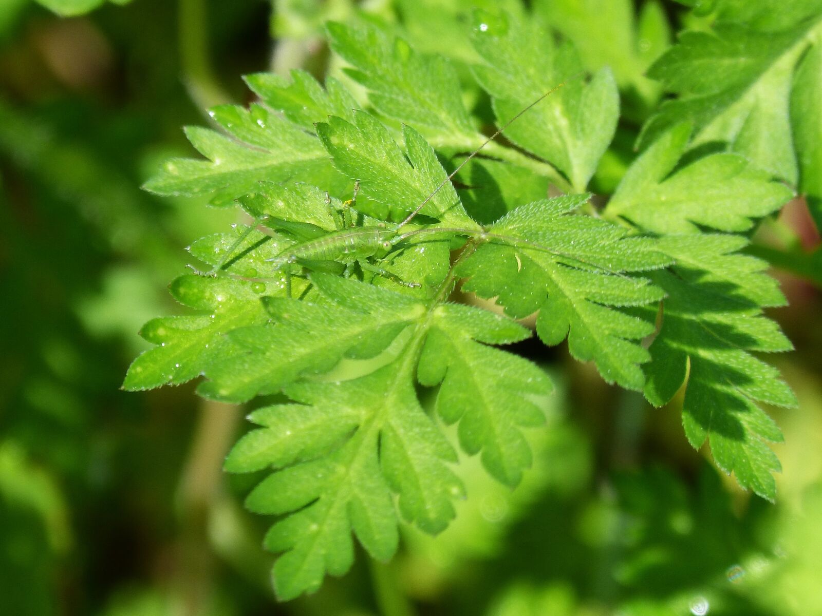 Panasonic DMC-FZ62 sample photo. Grasshopper green dotted, leaf photography