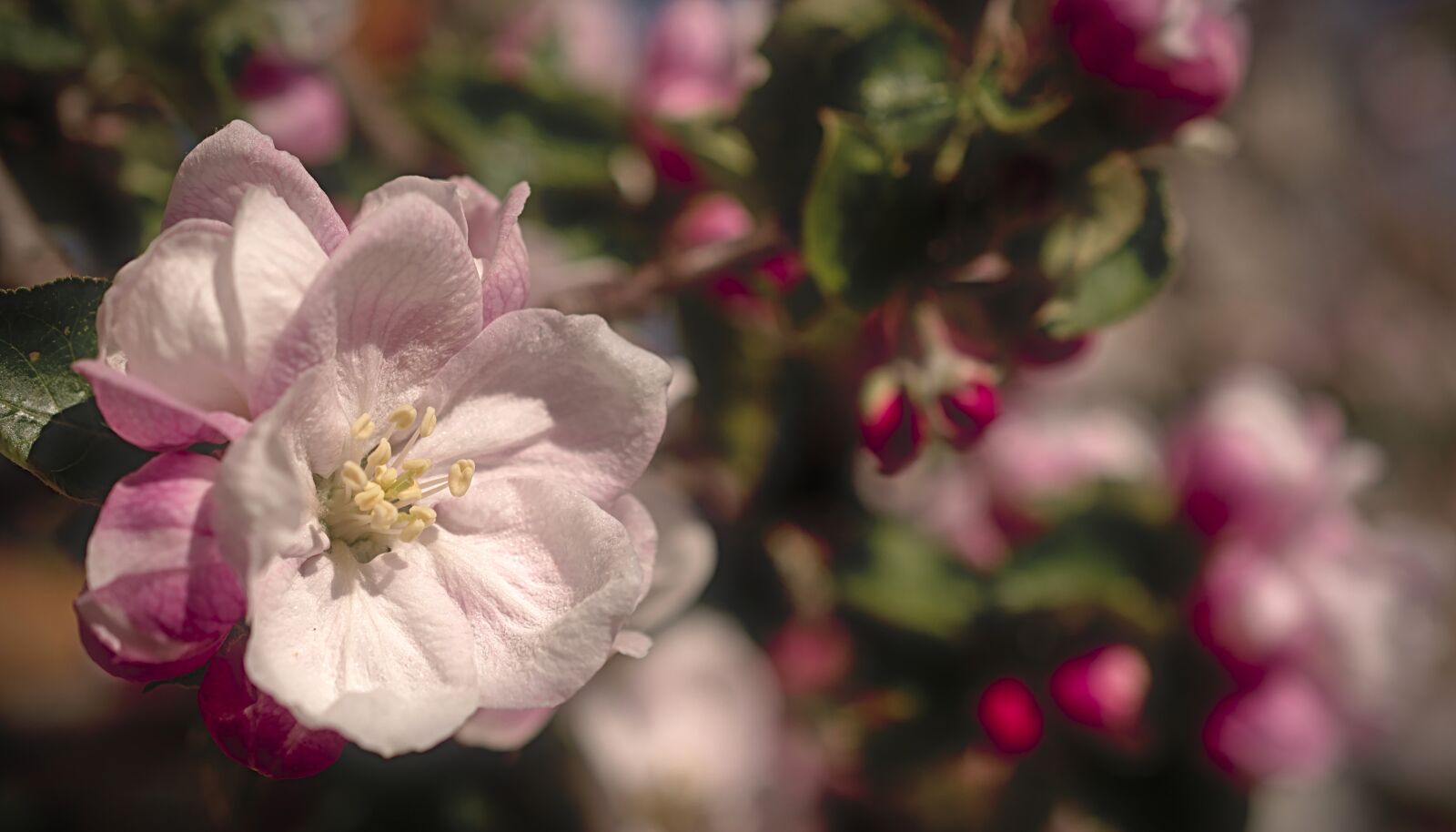 Nikon D5600 sample photo. Apple blossom, blossom, apple photography