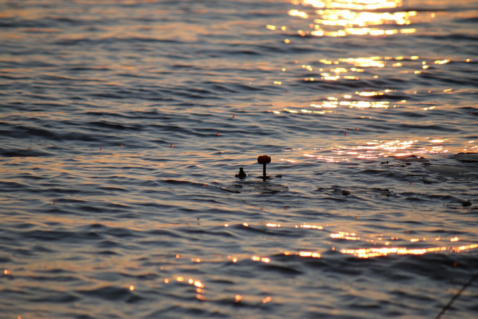 Canon EOS 70D + Canon EF-S 55-250mm F4-5.6 IS sample photo. Water, lake, sunset photography