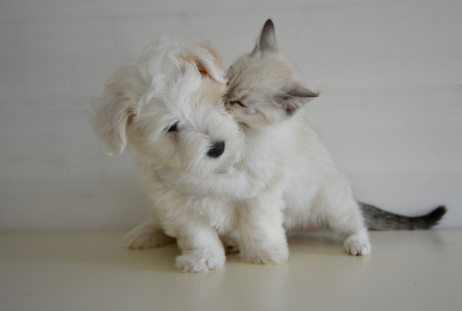 Nikon D5200 sample photo. Kiss, kisses, puppy kitten photography