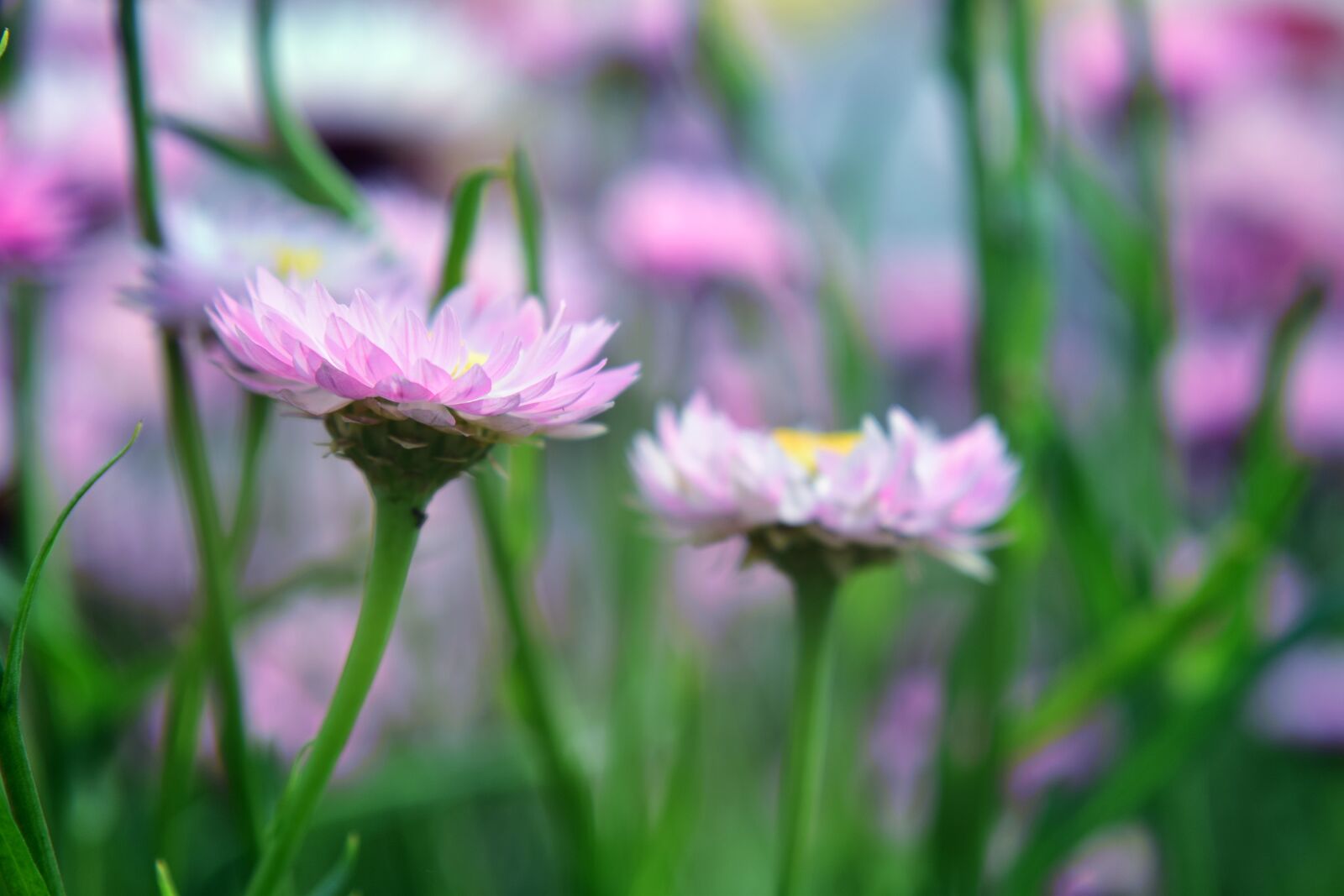 Nikon D5300 sample photo. Nature, flora, flower photography