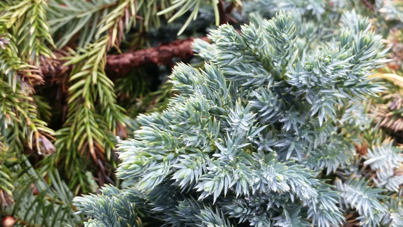 Samsung Galaxy S5 sample photo. Winter, tree, needle photography