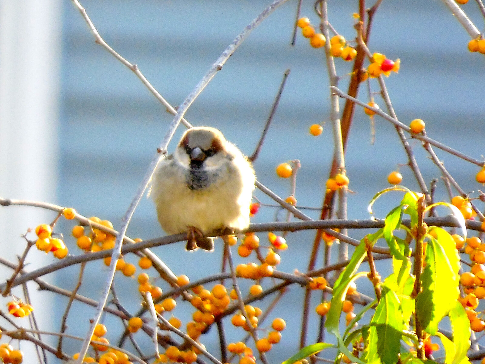 Samsung WB2200F sample photo. Bird, nature, wild, bird photography