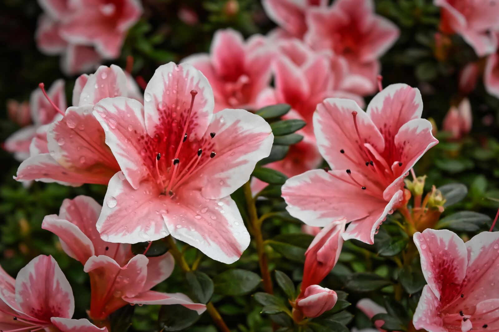 Nikon D7200 sample photo. Flowers, pink, nature photography