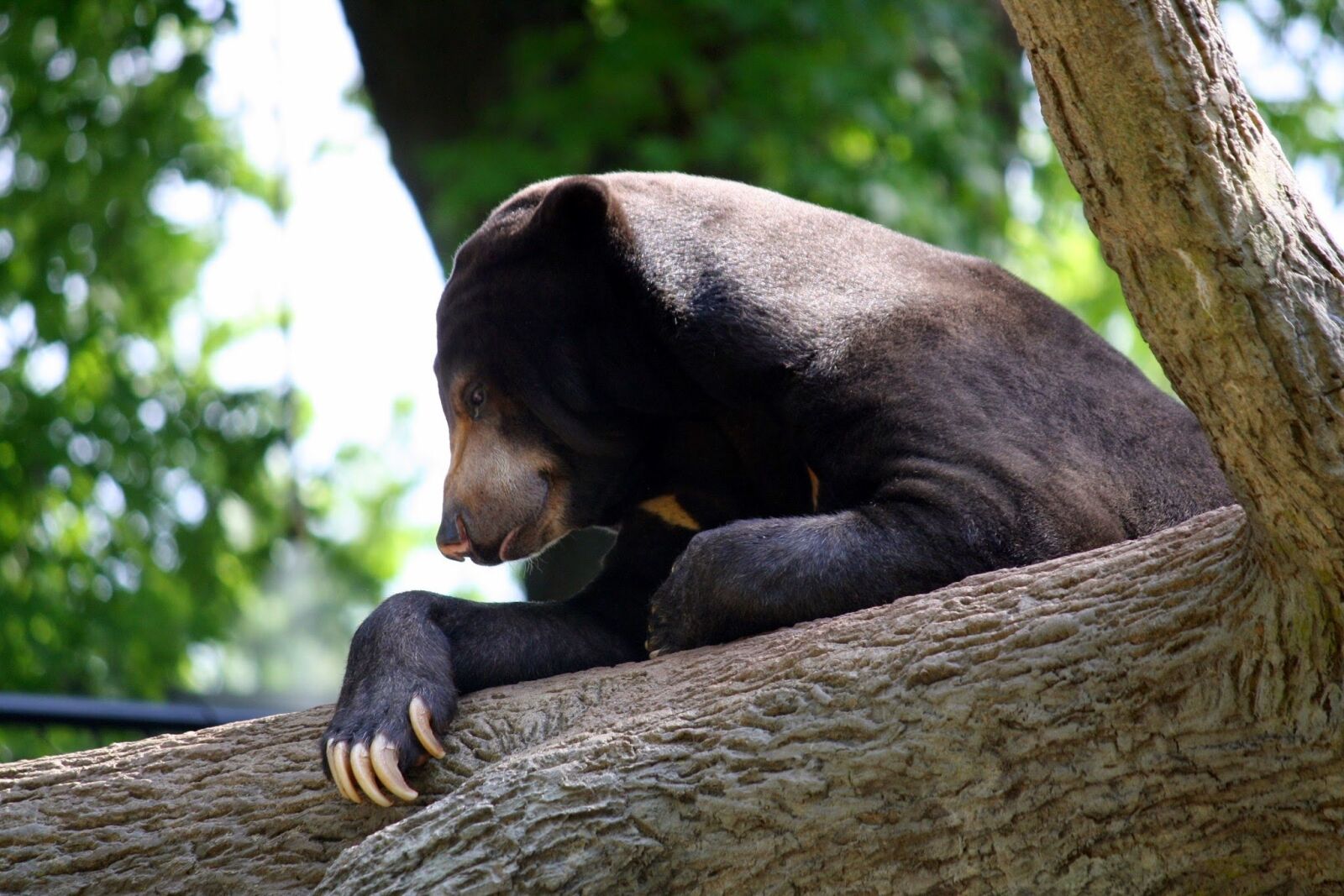 Canon EOS 1000D (EOS Digital Rebel XS / EOS Kiss F) sample photo. Mammal, wood, tree photography