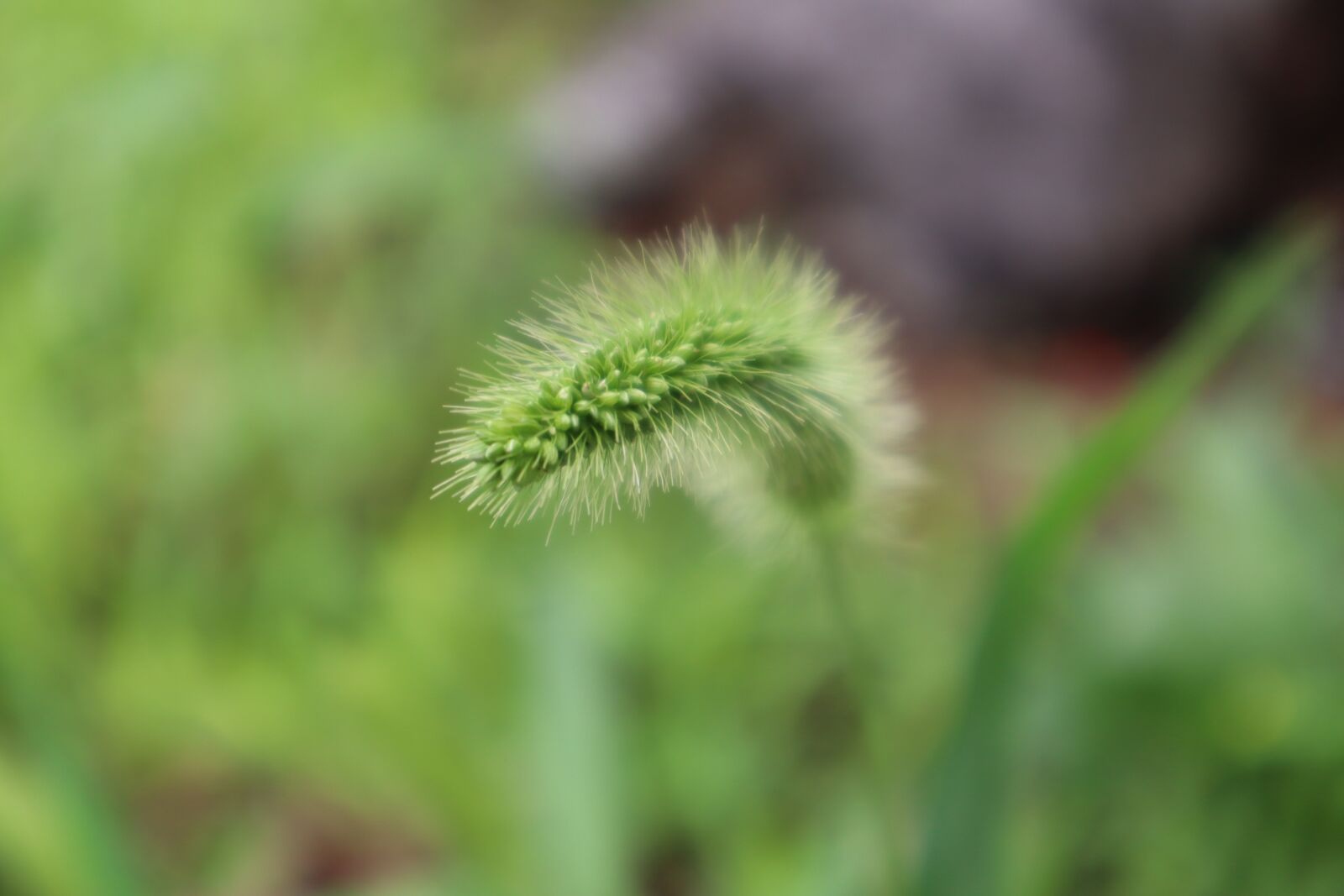 Canon EOS M50 (EOS Kiss M) sample photo. Plants, nature, hope photography