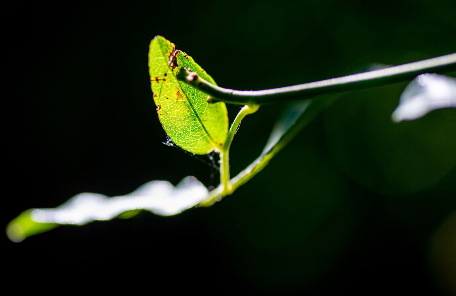 Tamron SP 90mm F2.8 Di VC USD 1:1 Macro sample photo. Leaf, nature, plant photography