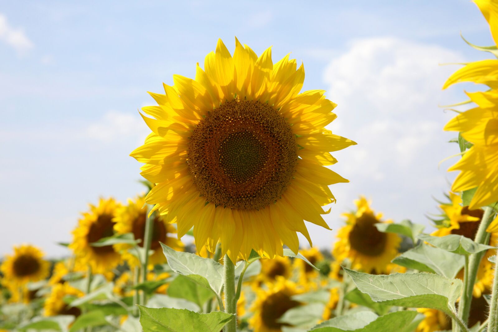 Canon EOS 5D Mark II sample photo. Sunflower, summer, closeup photography
