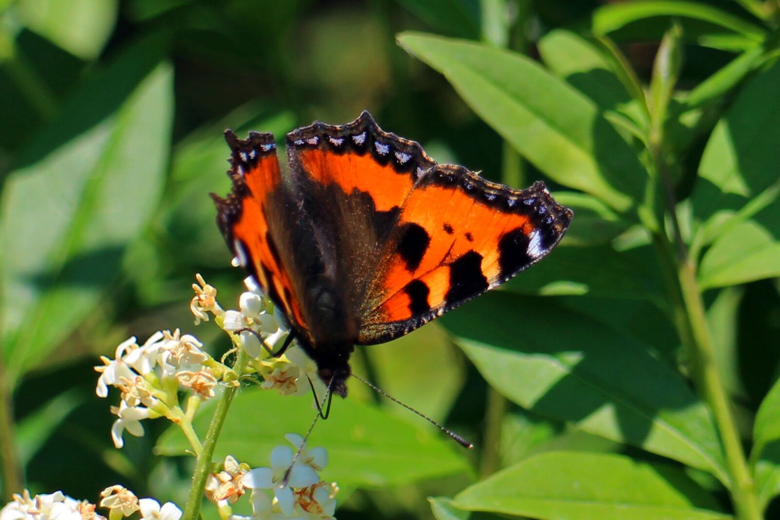 Canon EOS M sample photo. Little fox, butterfly, butterflies photography