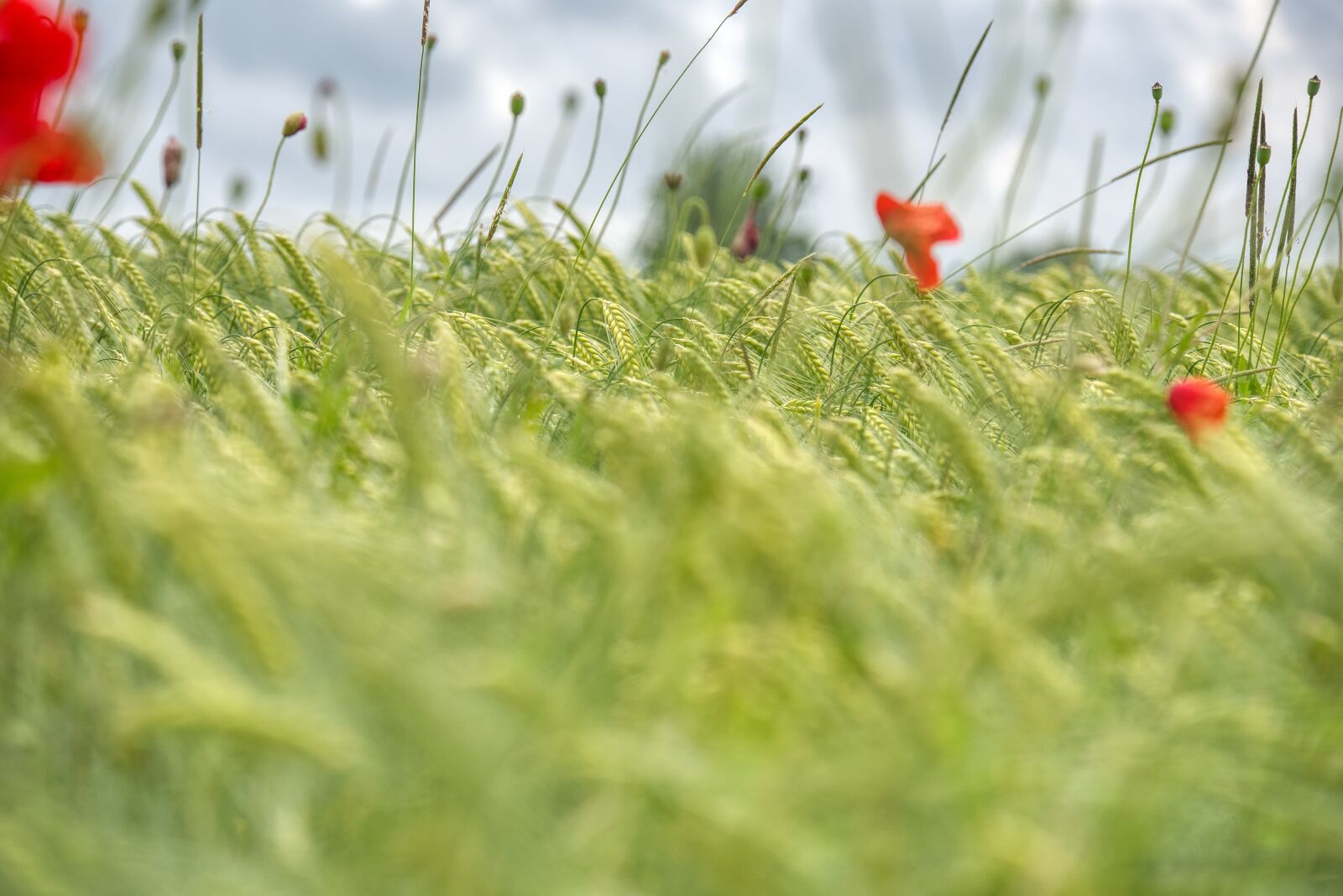 Nikon D750 sample photo. Wheat field, grasses, poppies photography