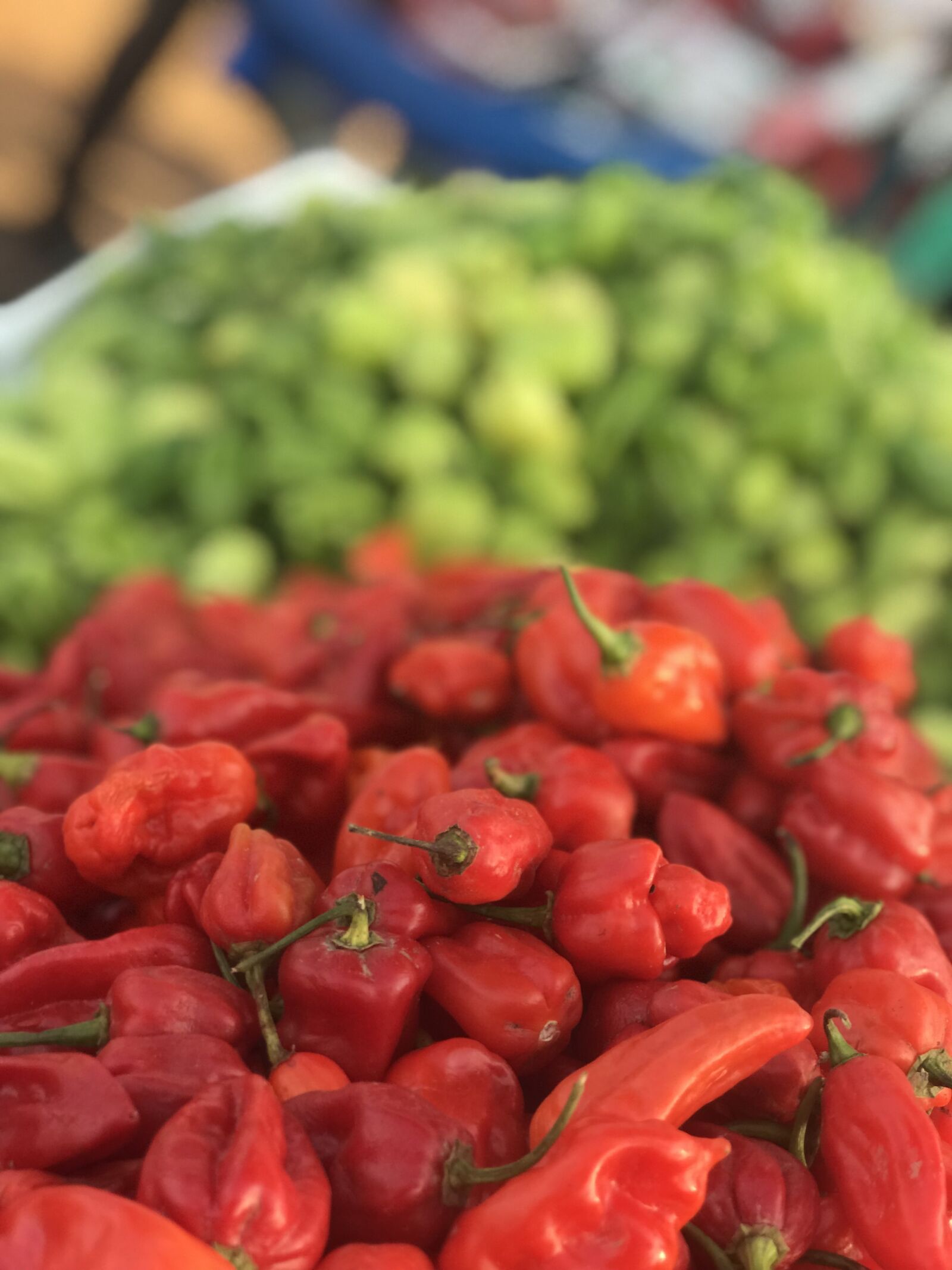 iPhone 7 Plus back dual camera 6.6mm f/2.8 sample photo. Pepper, scotch bonnet, agriculture photography