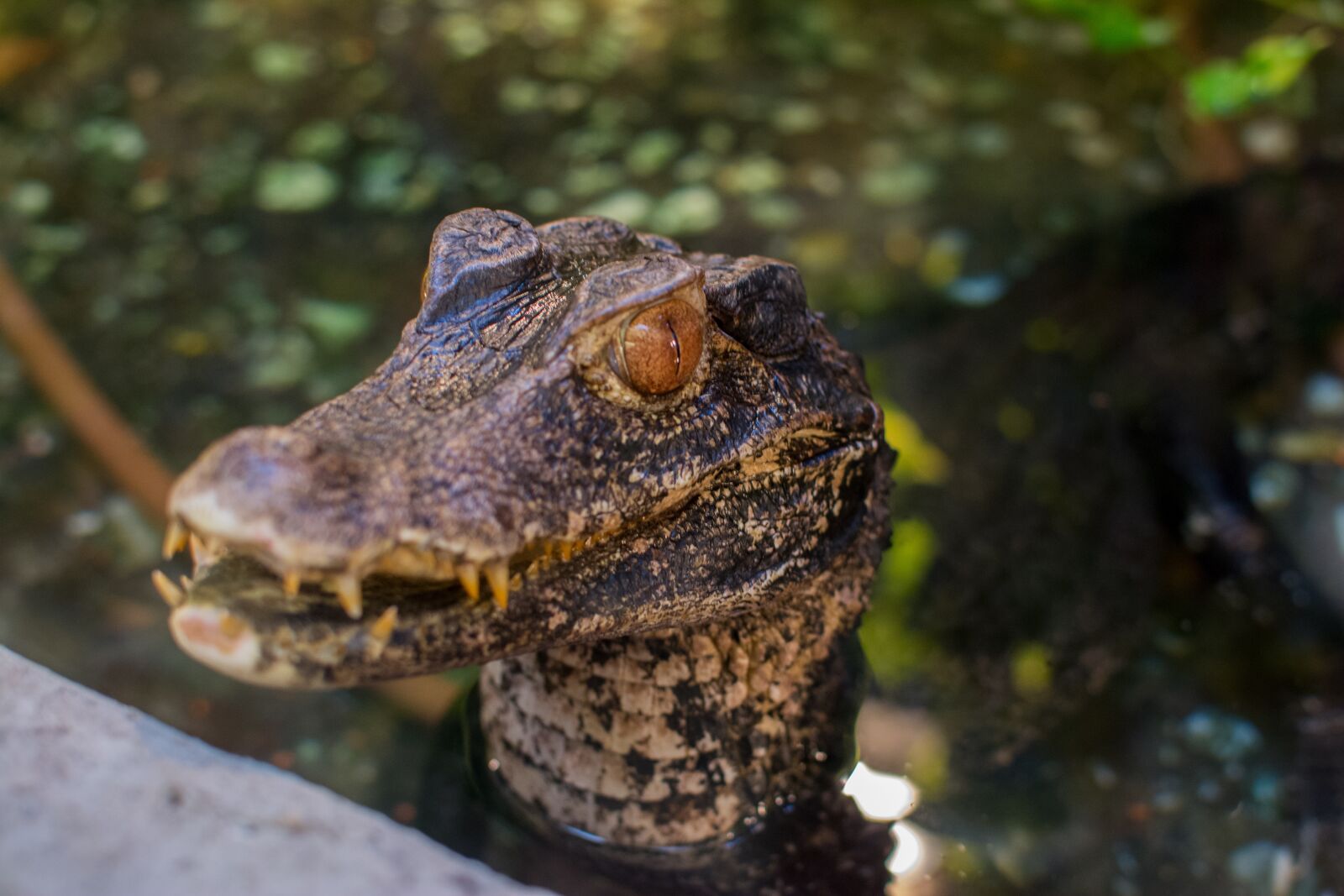 Nikon D7100 sample photo. Crocodile, animals, reptile photography