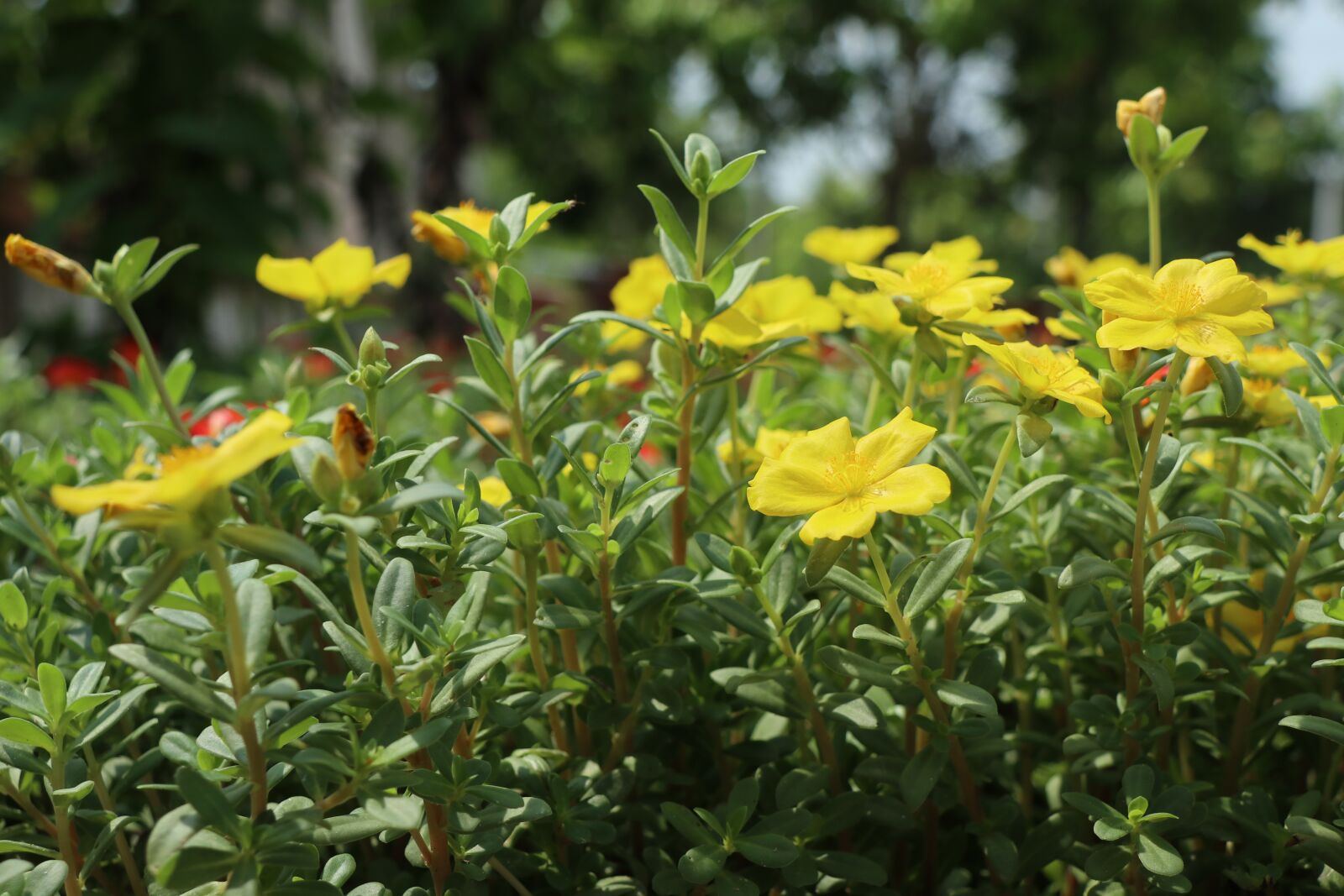 Canon EOS M6 sample photo. Flower, yellow, nature photography