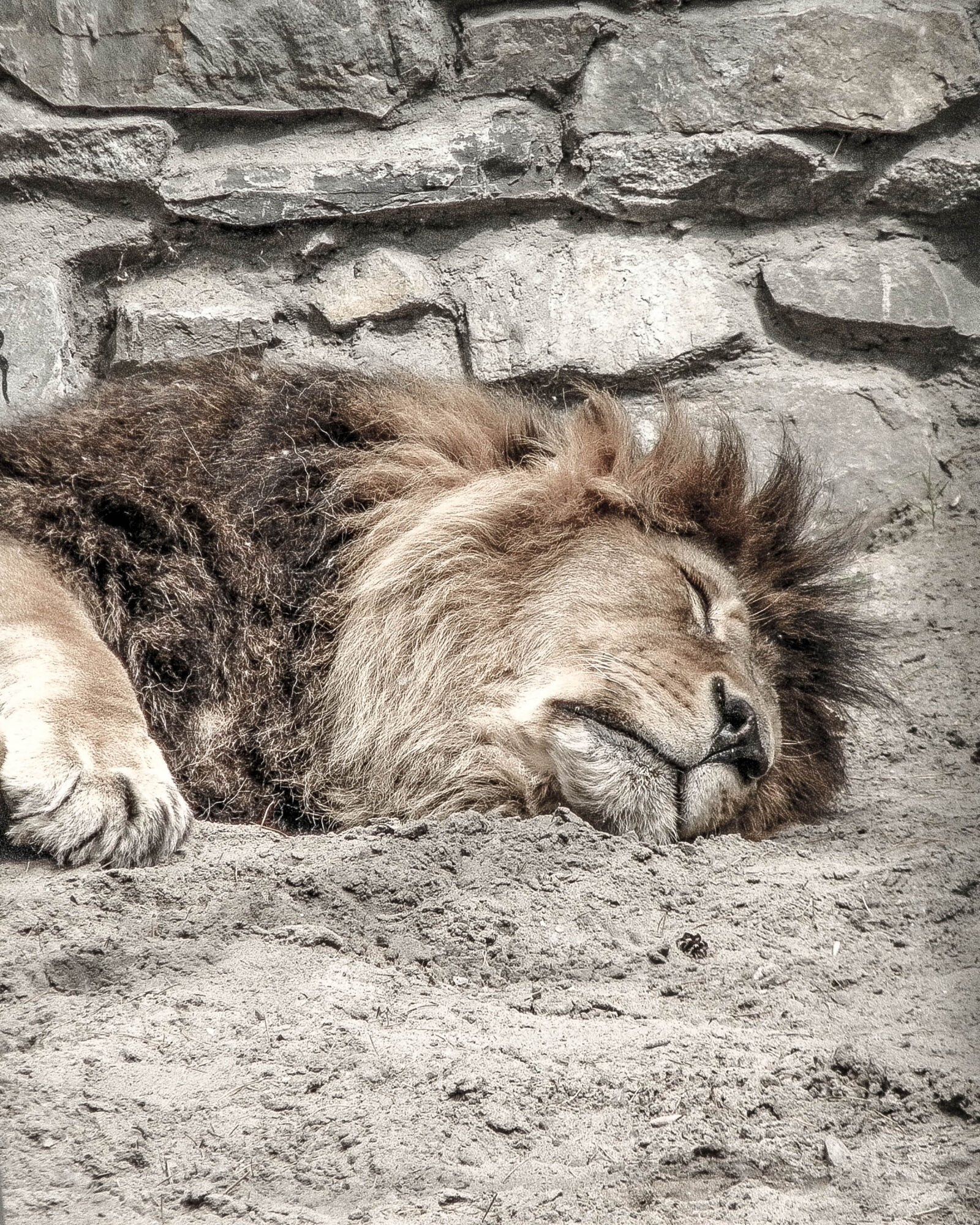 Olympus SP600UZ sample photo. Leo, sleep, zoo photography