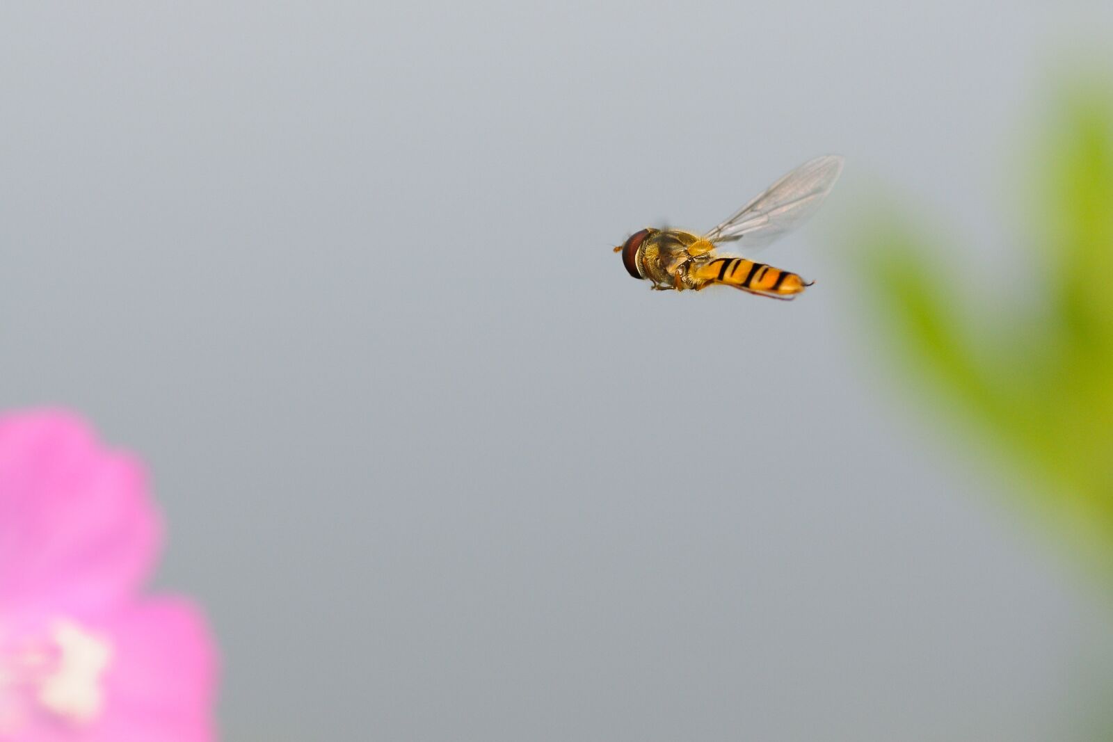 Nikon D300 sample photo. Hoverfly, insect, fly photography