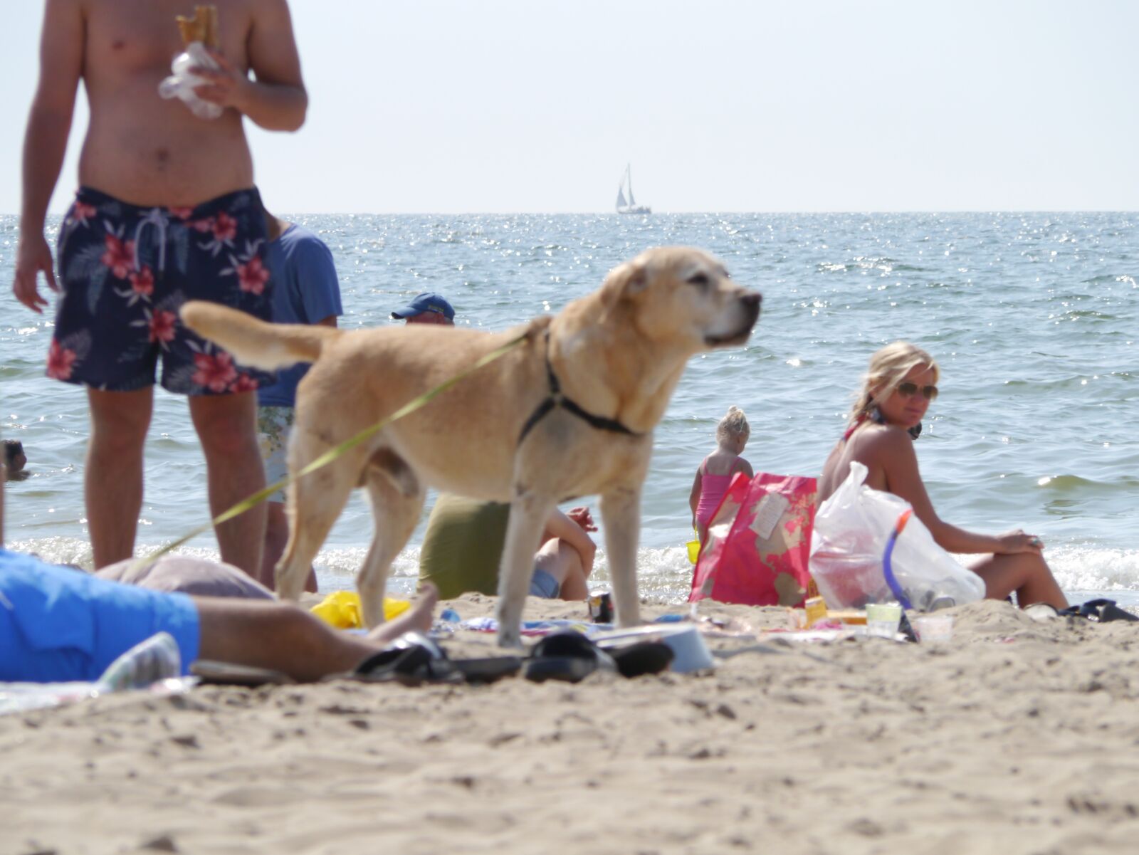 Panasonic Lumix DMC-GX1 sample photo. Beach, dog, labrador photography