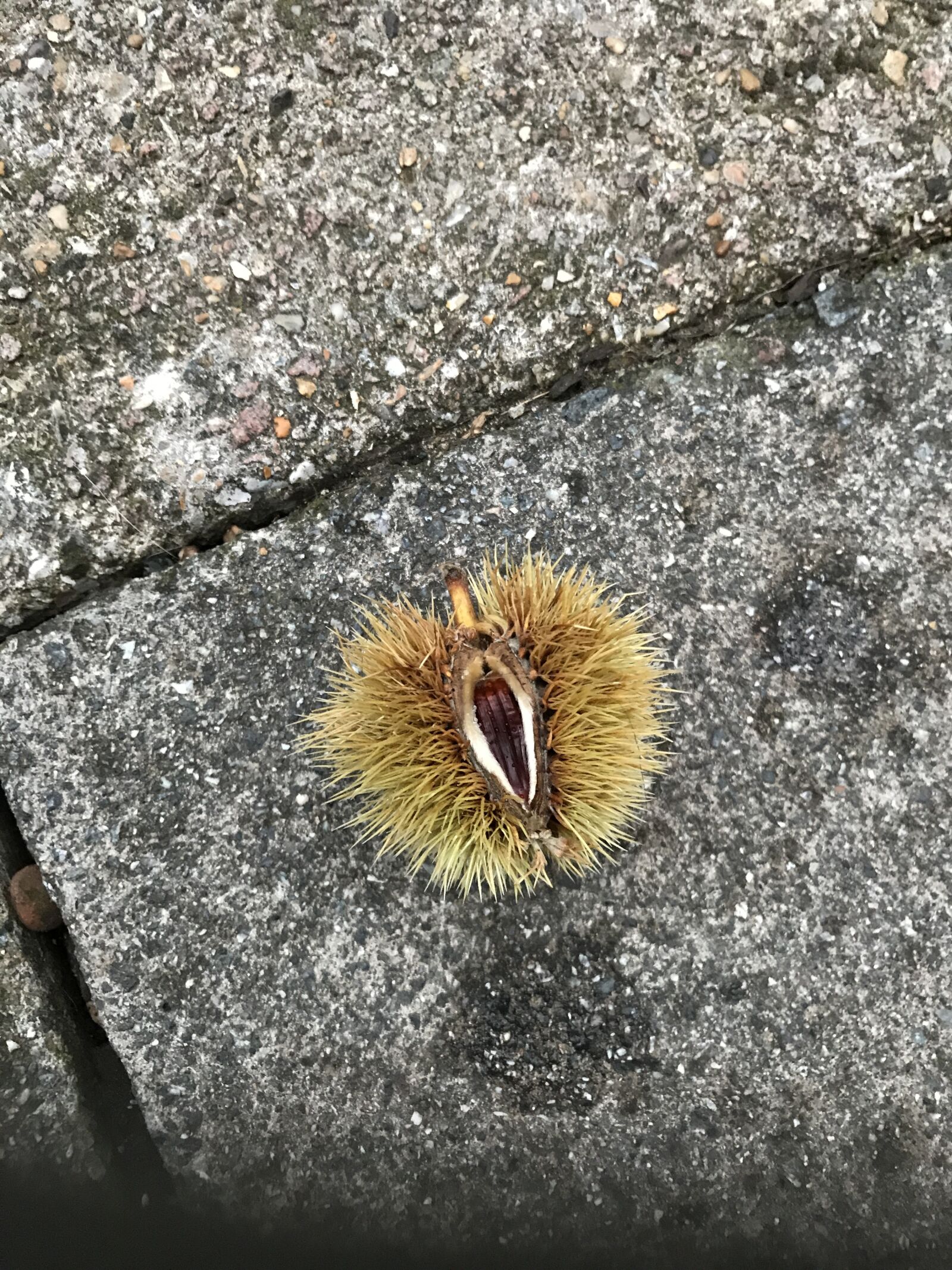 iPhone 7 back camera 3.99mm f/1.8 sample photo. Autumn, conker, fall, gardening photography