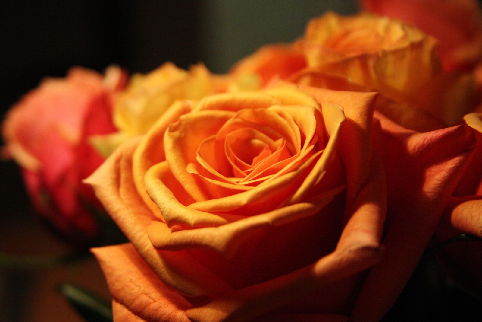 Canon EOS 450D (EOS Rebel XSi / EOS Kiss X2) sample photo. Rose, orange, flower photography