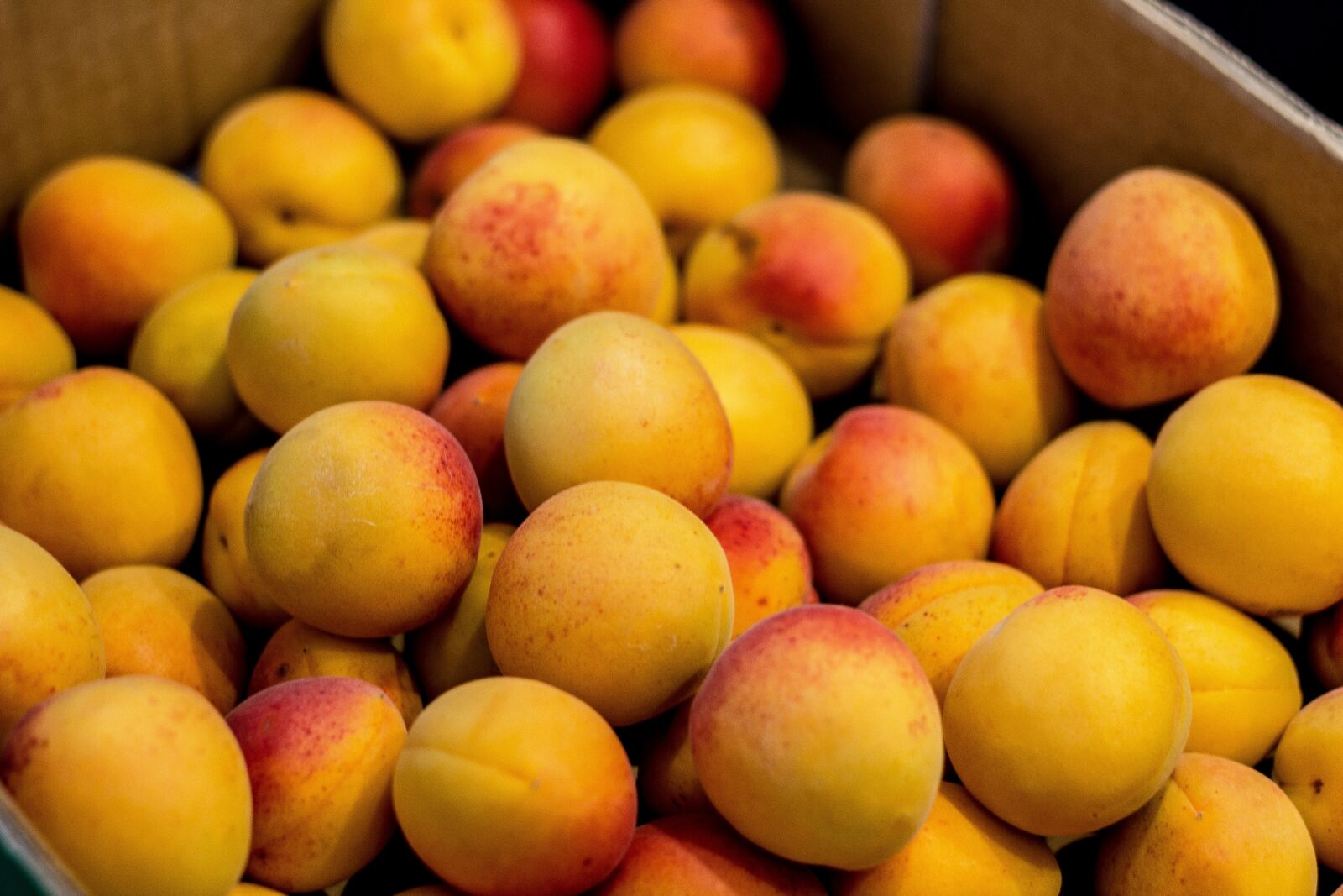 Canon EOS 550D (EOS Rebel T2i / EOS Kiss X4) sample photo. Apricot, fruit, fresh photography