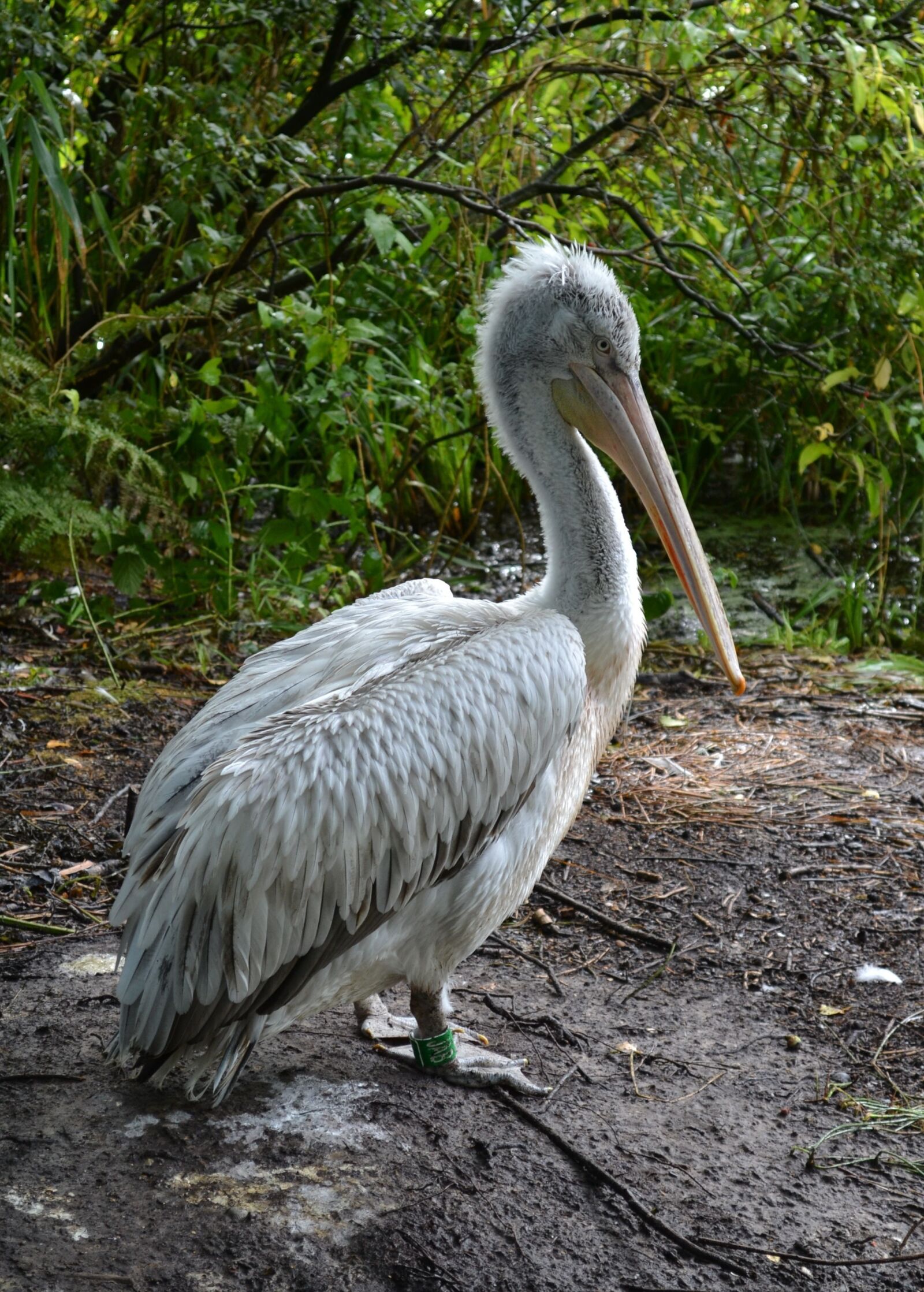 Nikon D3100 sample photo. Dalmatian pelican, pelican, bird photography