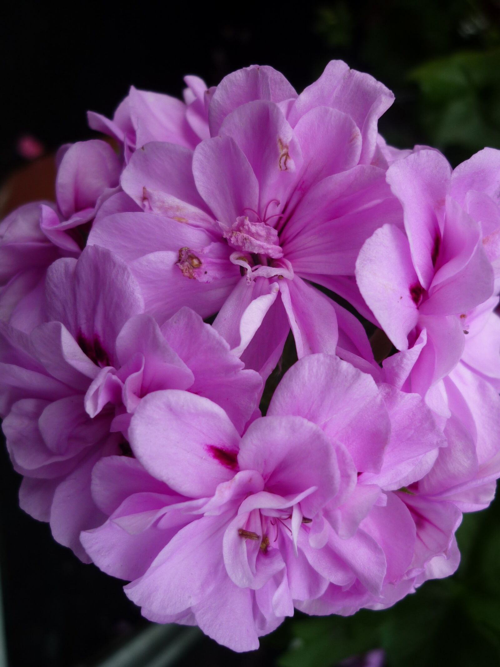 Panasonic Lumix DMC-FS6 sample photo. Geranium, nature, pink photography