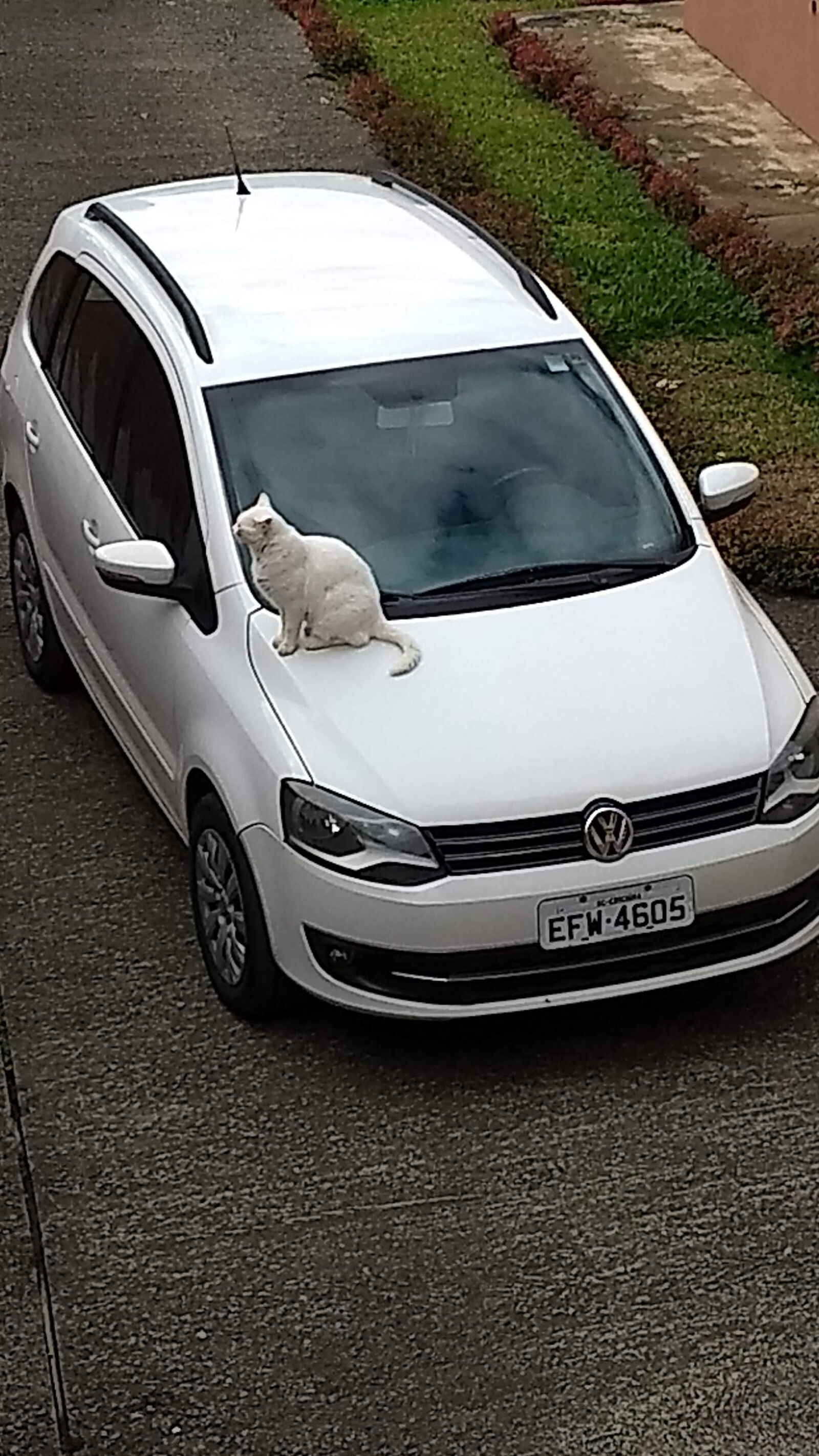 Motorola Moto G (5) Plus sample photo. Cat, car, vehicle photography