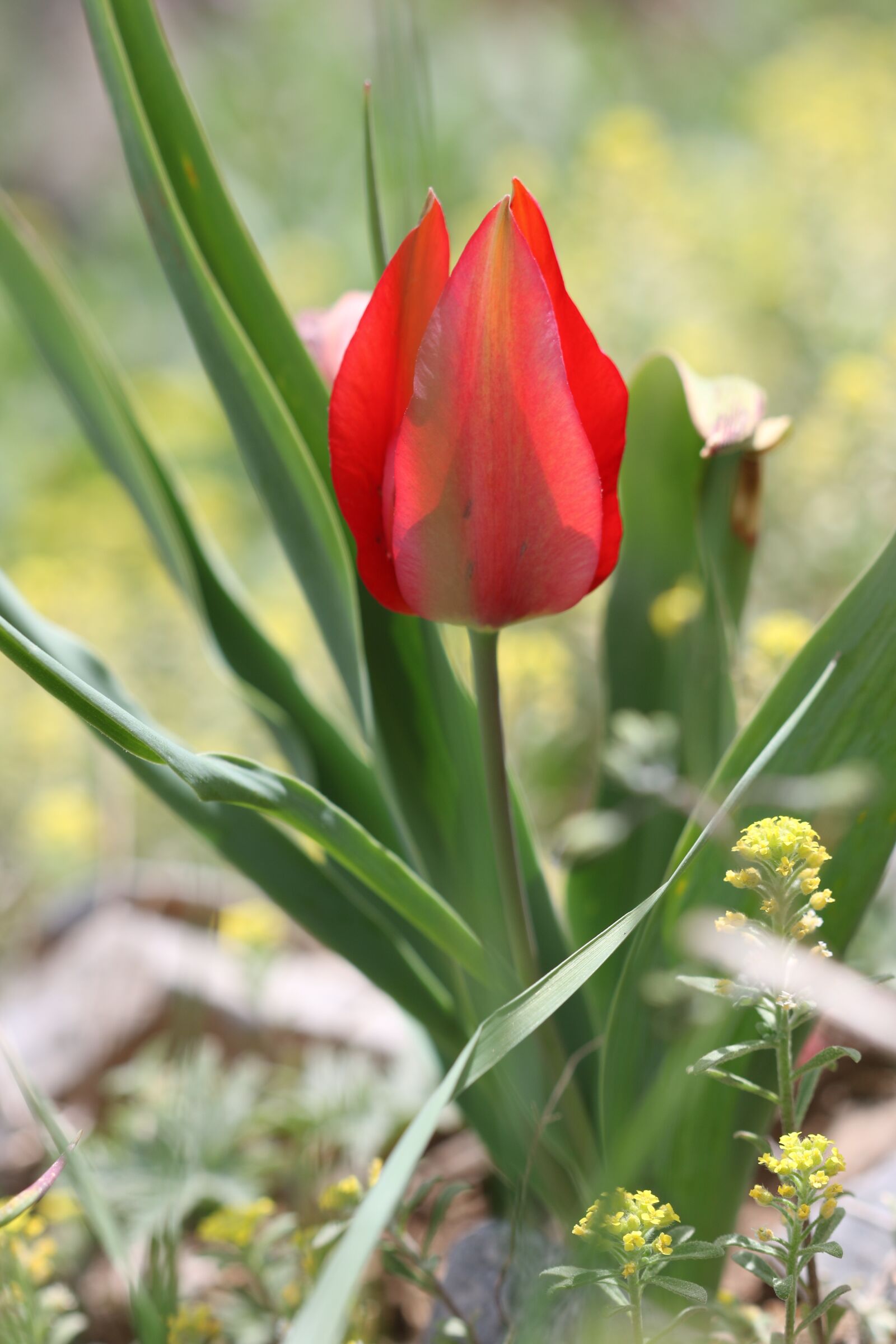 Canon EOS 70D + Canon EF 100mm F2.8 Macro USM sample photo. Tulips, green, red photography