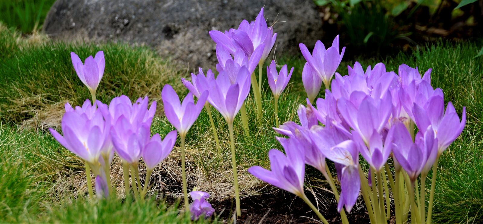 Nikon D5100 sample photo. Flowers, violets, garden photography
